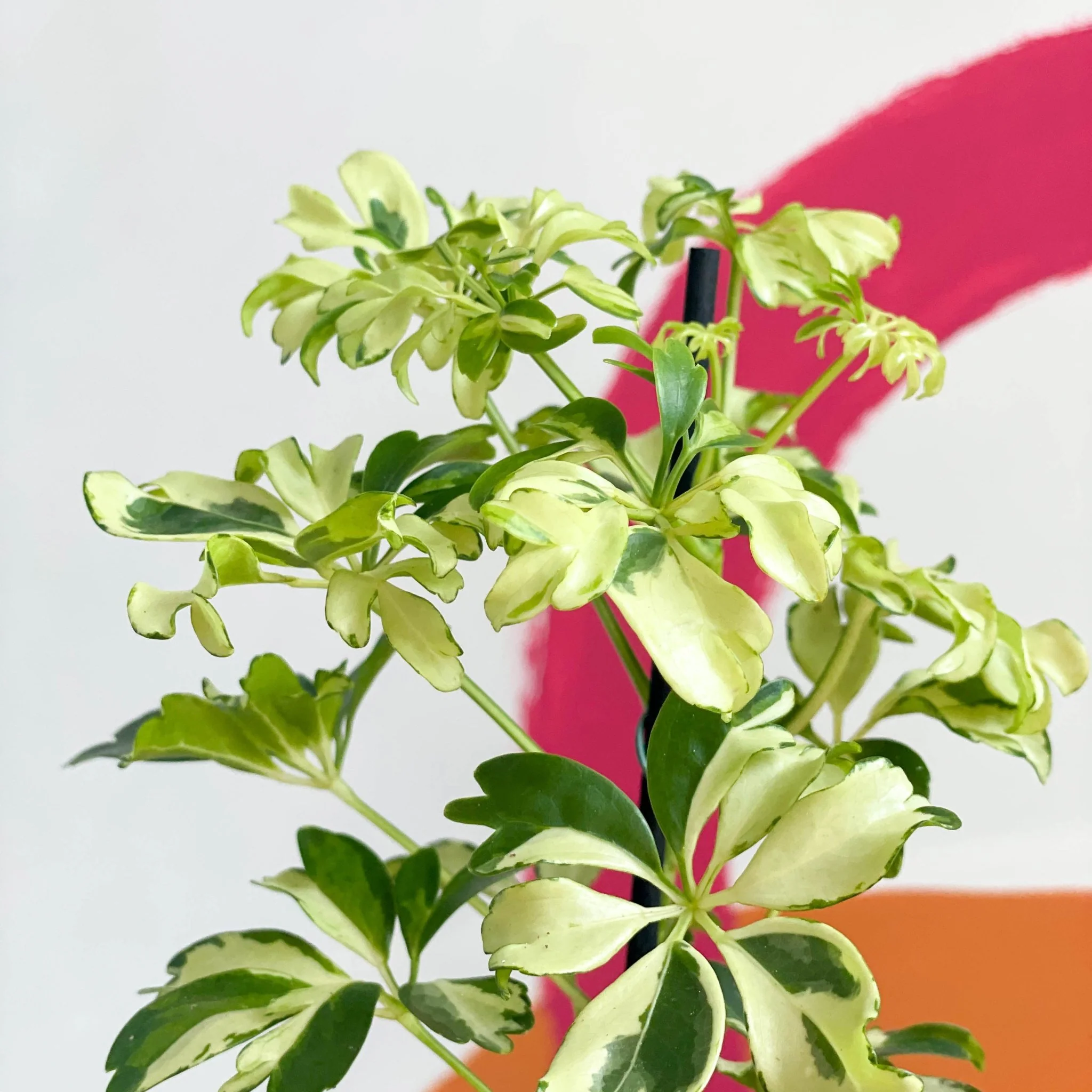 Schefflera arboricola 'Janine' - Variegated Umbrella Plant - Image 2