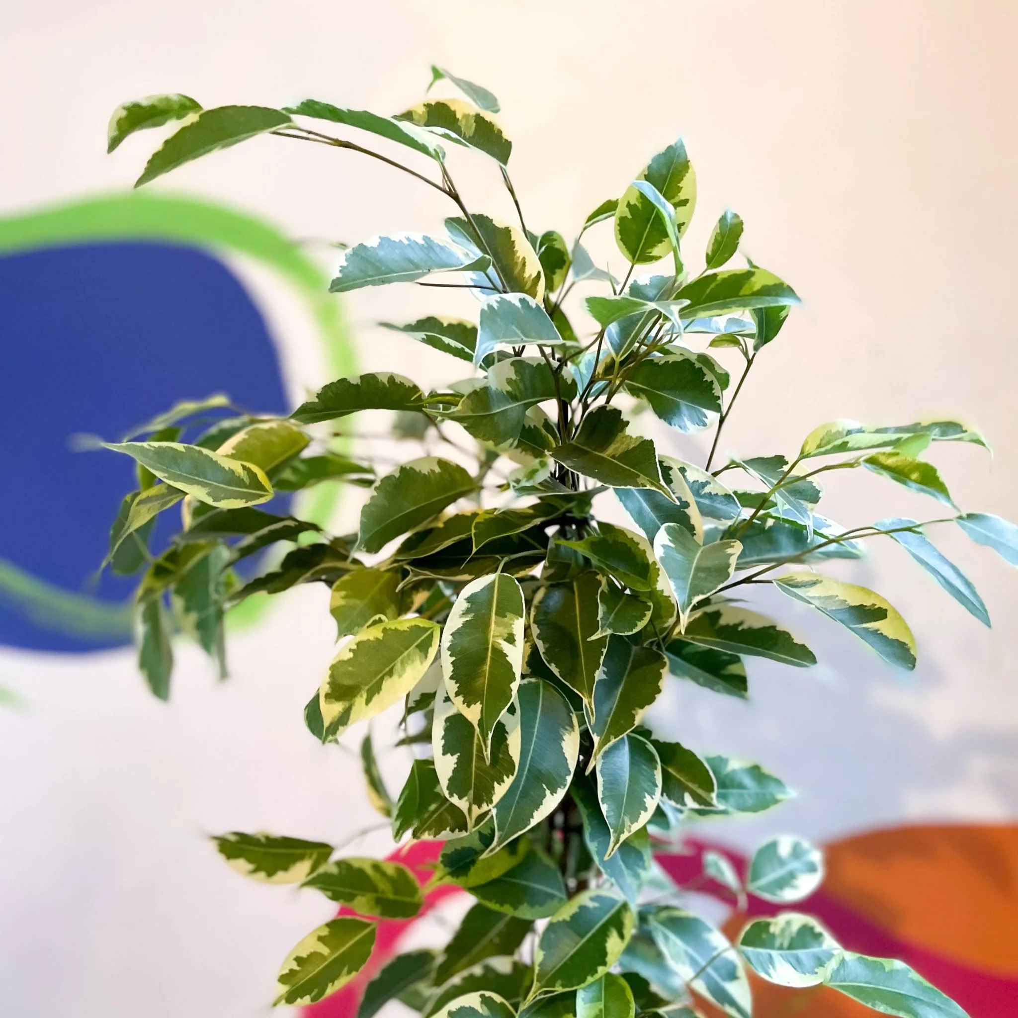 Ficus benjamina ‘Samantha’ - Variegated Weeping Fig