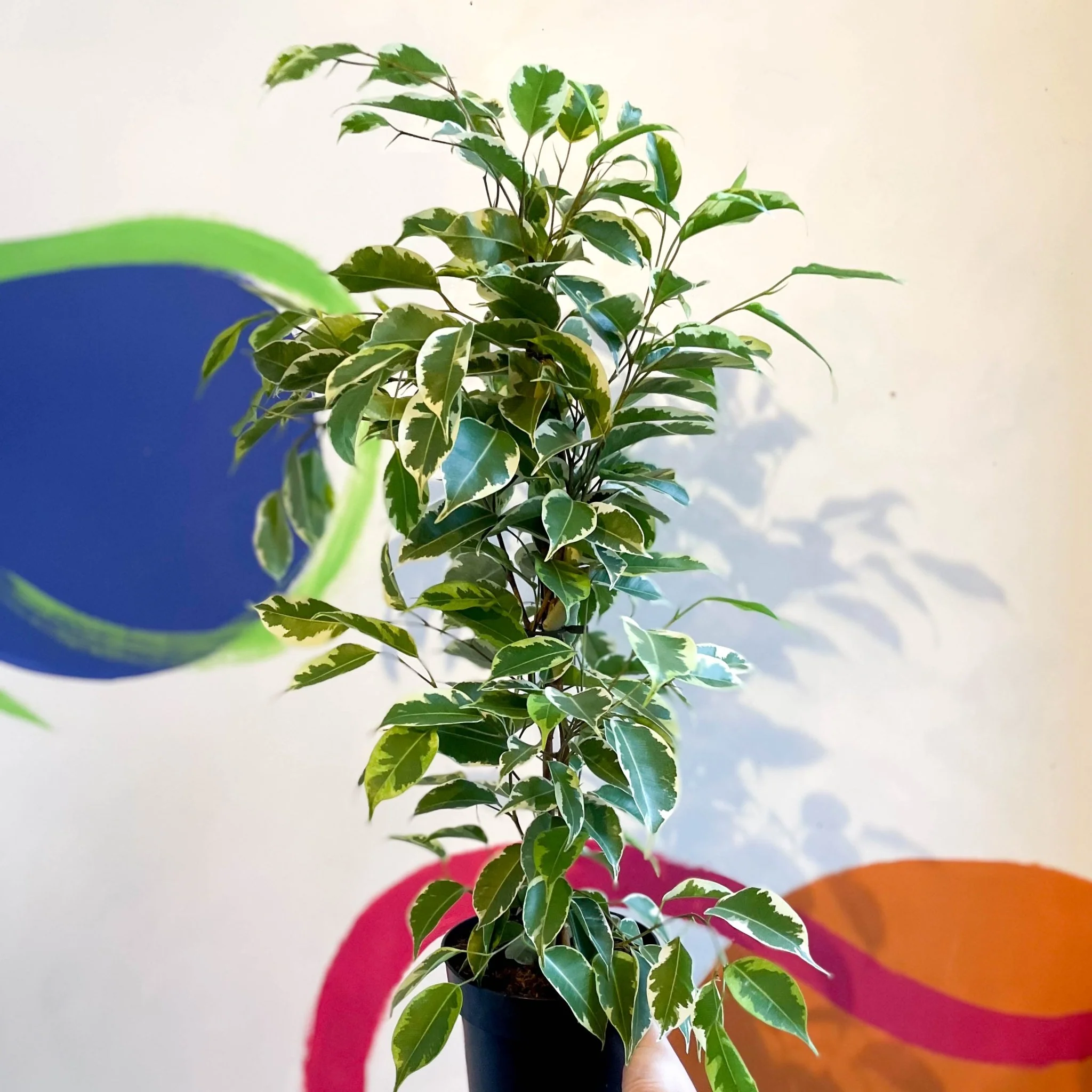 Ficus benjamina ‘Samantha’ - Variegated Weeping Fig - Image 2