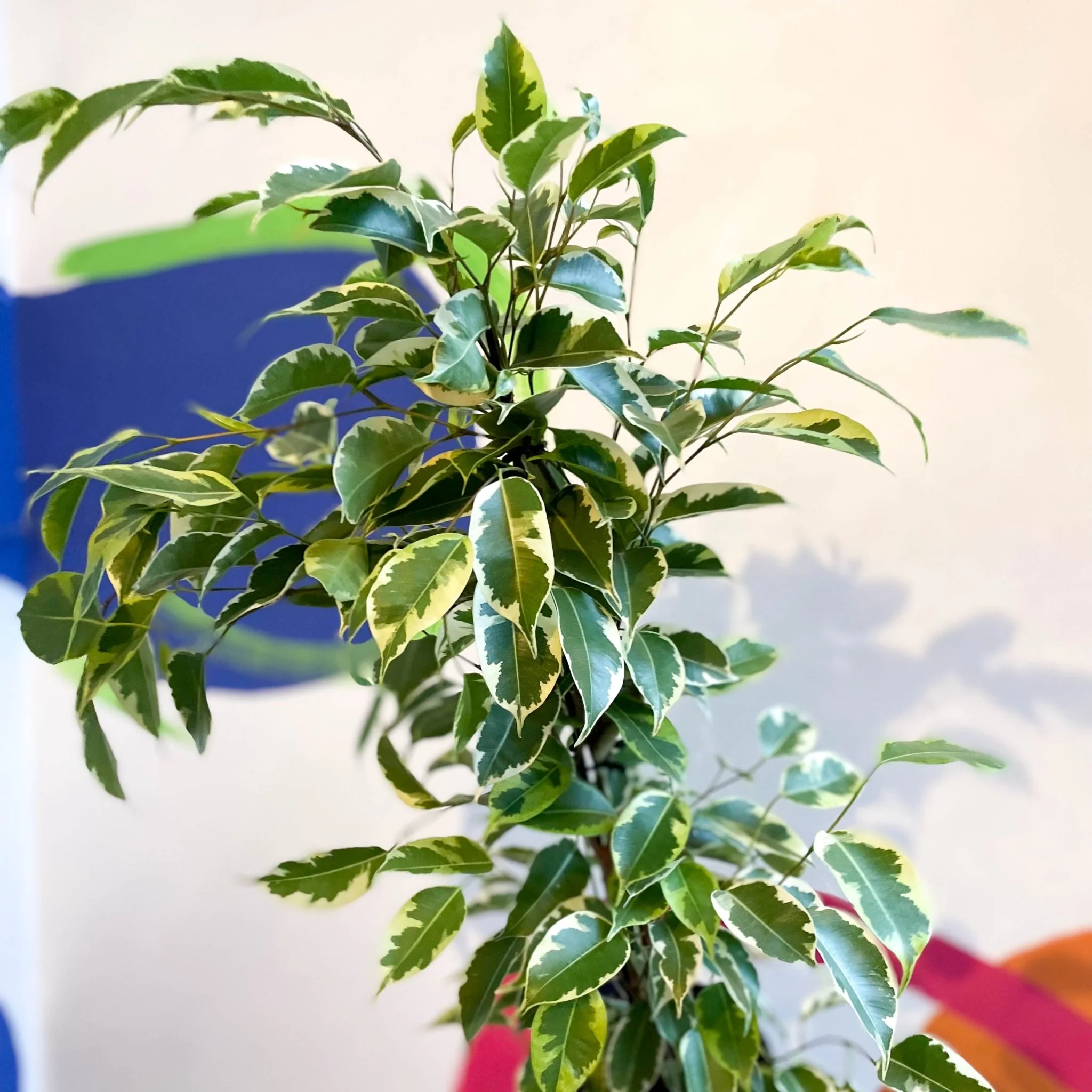 Ficus benjamina ‘Samantha’ - Variegated Weeping Fig - Image 3