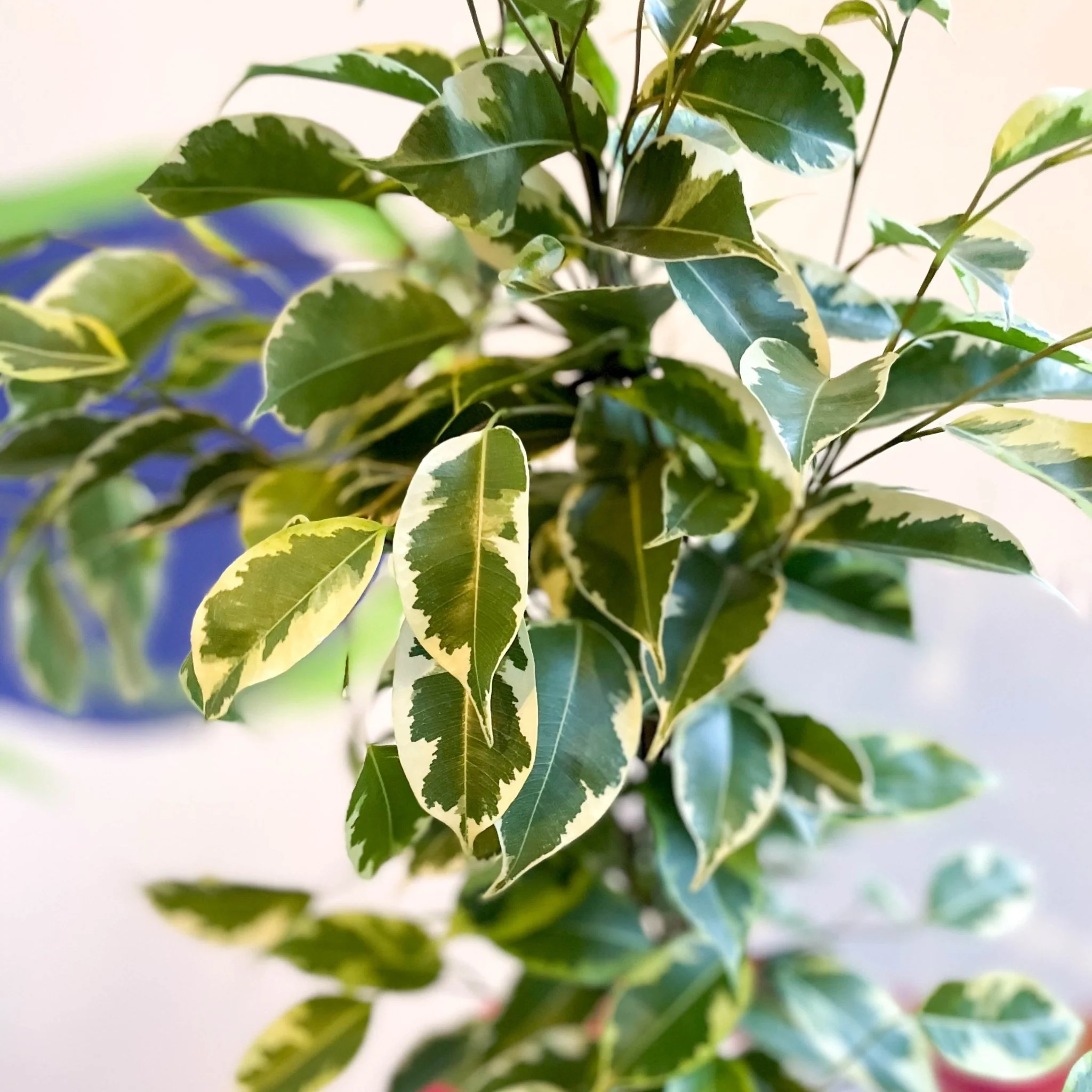 Ficus benjamina ‘Samantha’ - Variegated Weeping Fig - Image 4