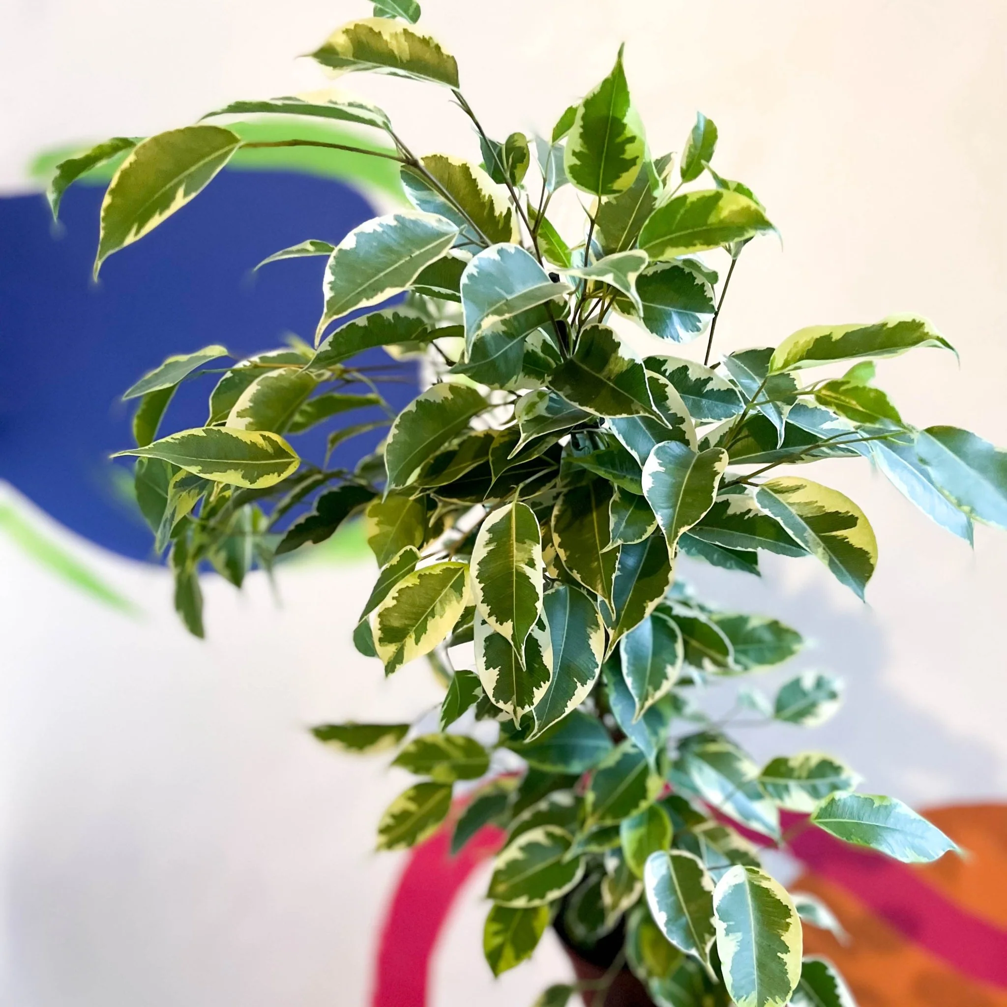 Ficus benjamina ‘Samantha’ - Variegated Weeping Fig - Image 5