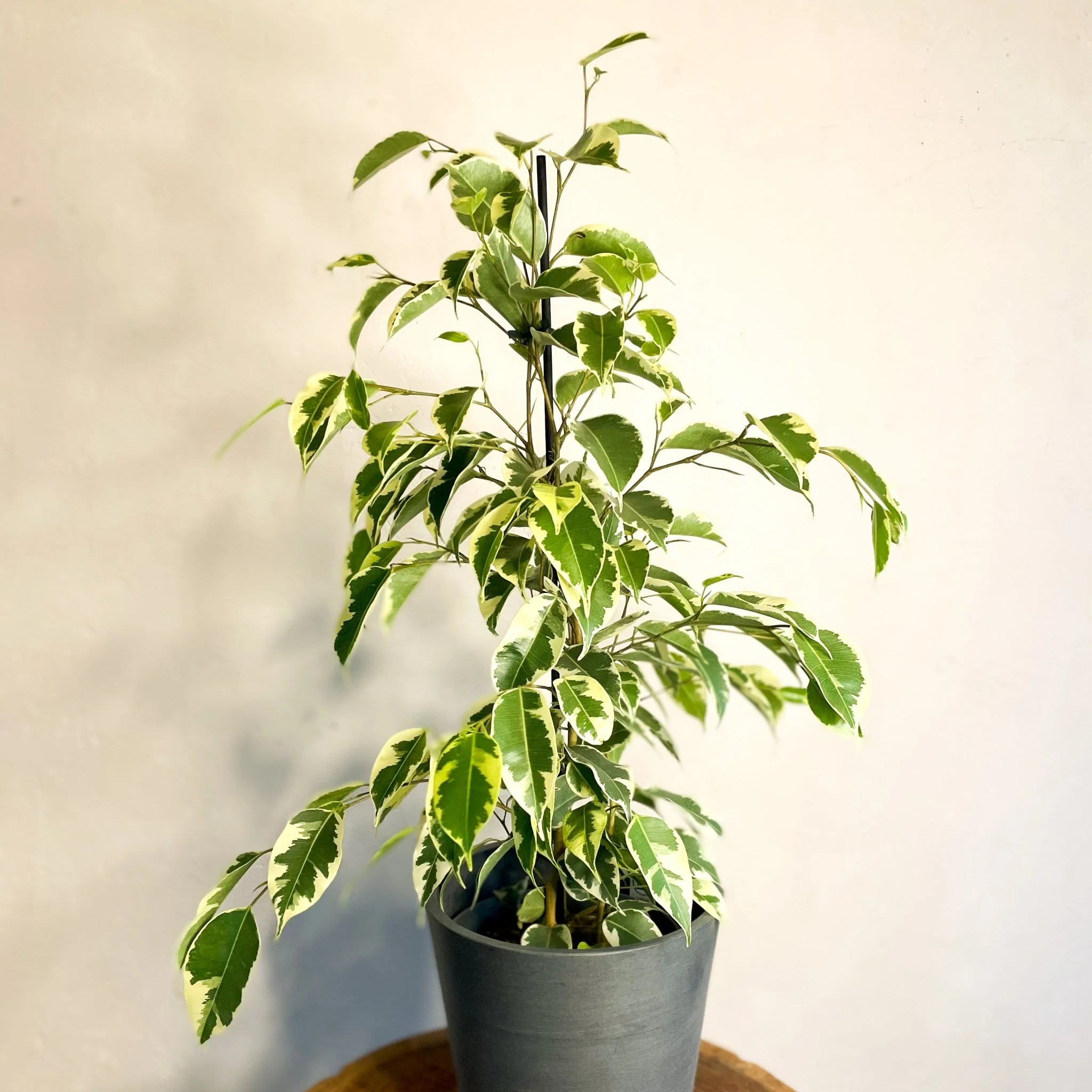 Variegated Weeping Fig - Ficus benjamina 'Variegata' - Image 2