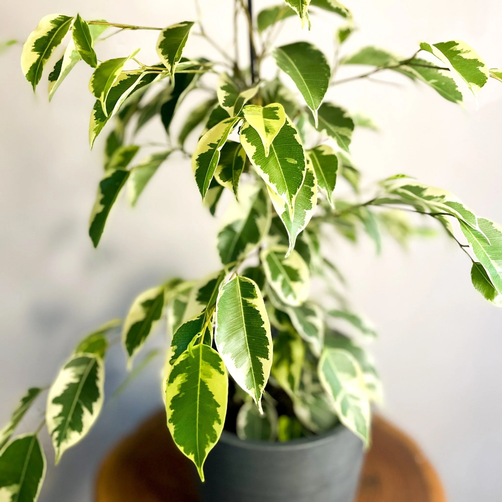 Variegated Weeping Fig - Ficus benjamina 'Variegata' - Image 3