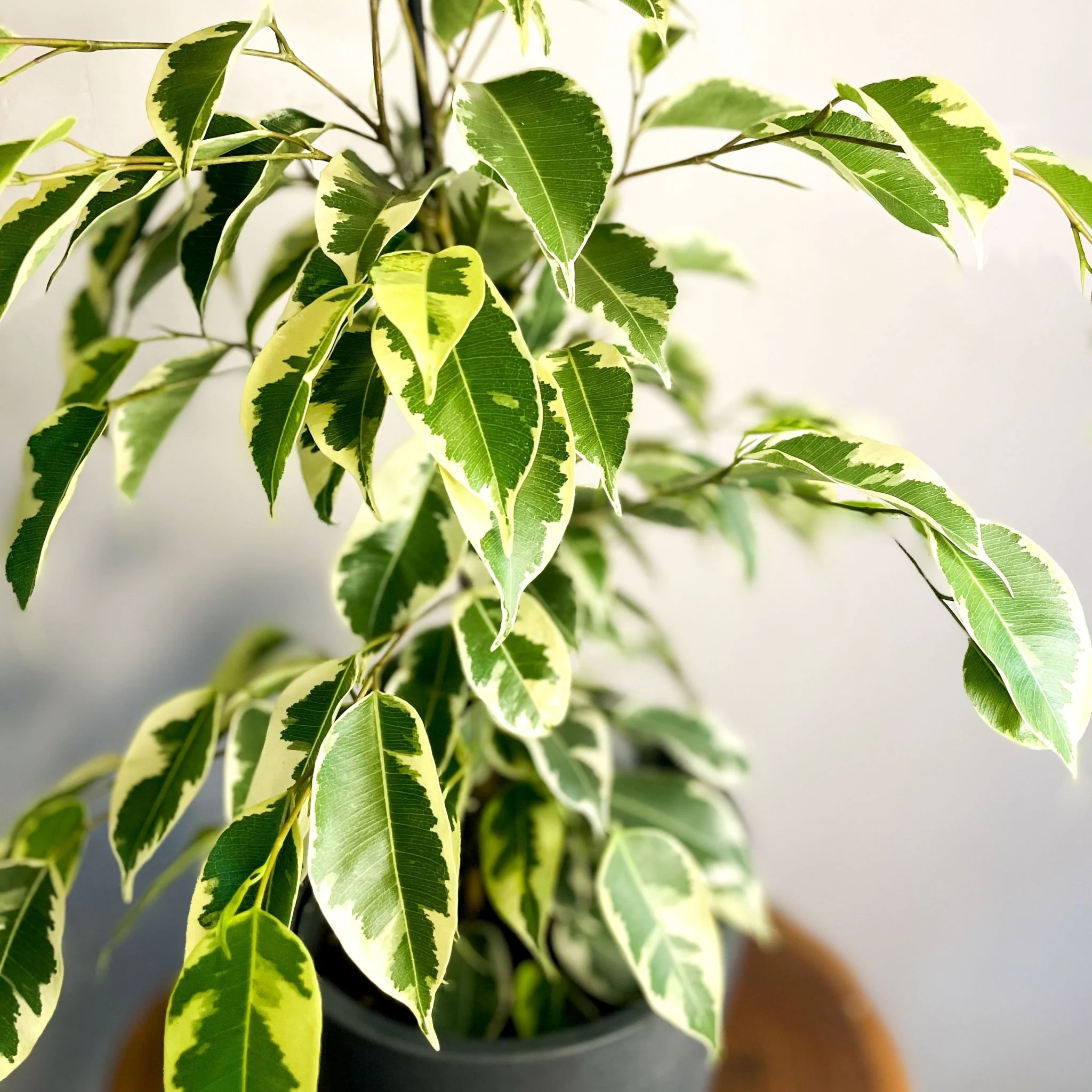 Variegated Weeping Fig - Ficus benjamina 'Variegata' - Image 4