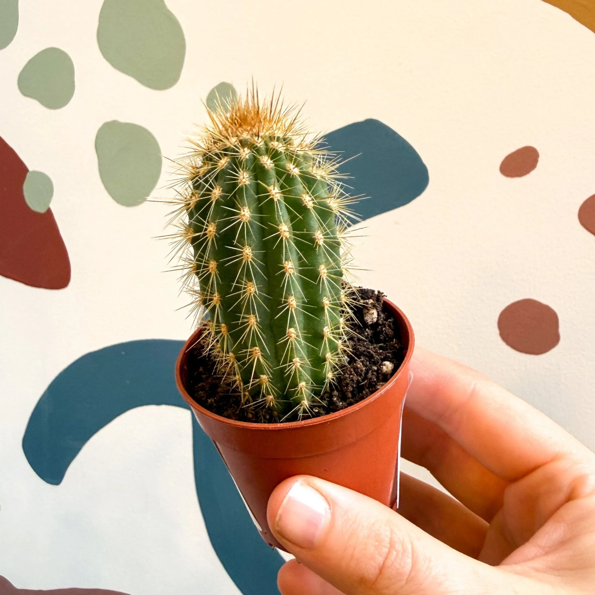 Vatricania guentherii – Woolly Column Cactus