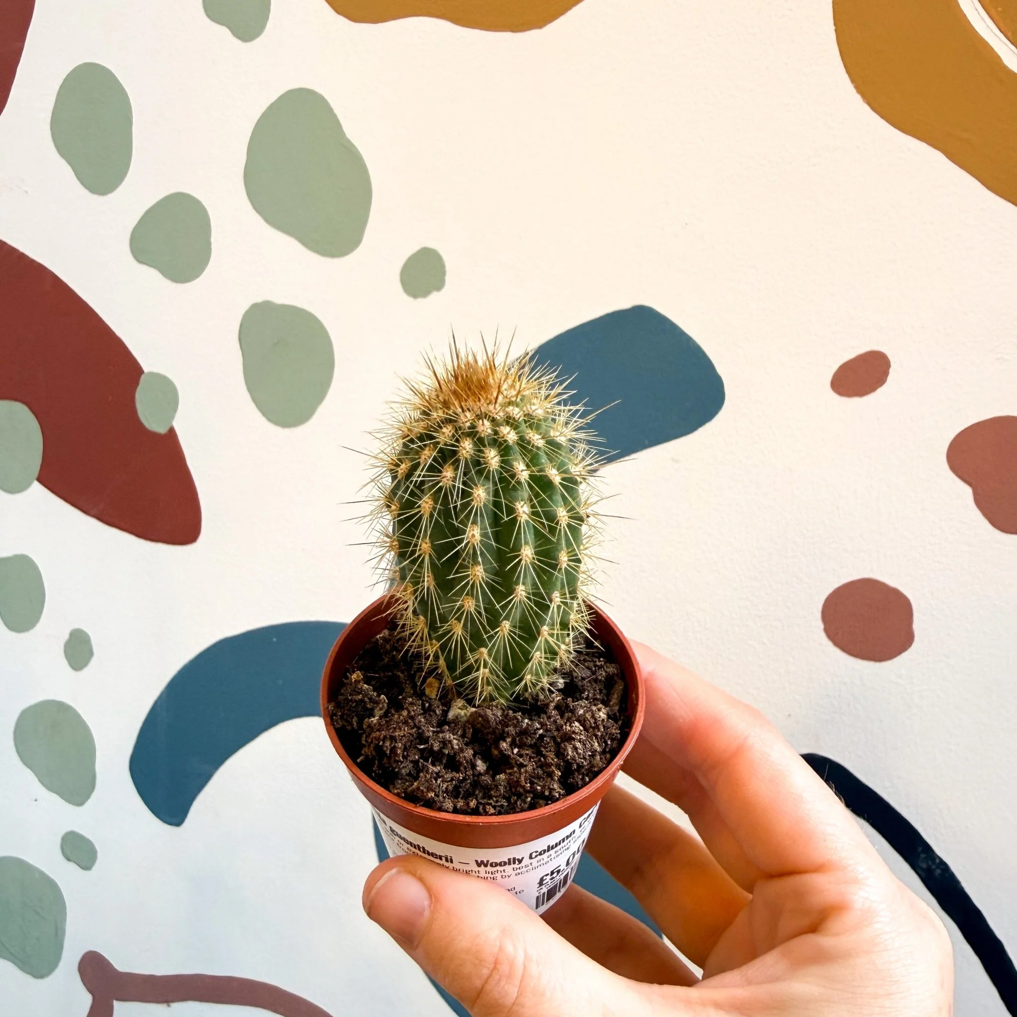 Vatricania guentherii – Woolly Column Cactus - Image 2