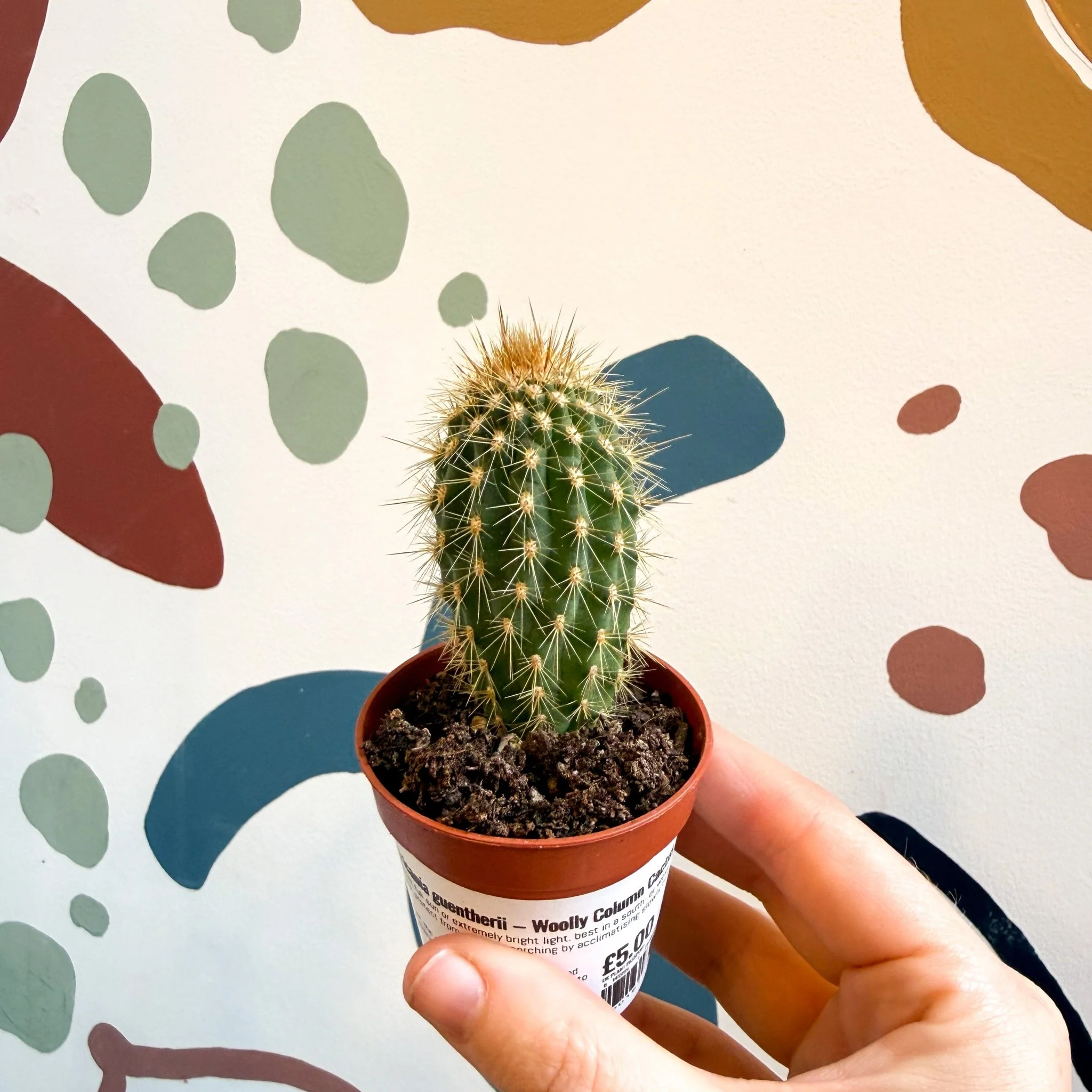 Vatricania guentherii – Woolly Column Cactus - Image 3