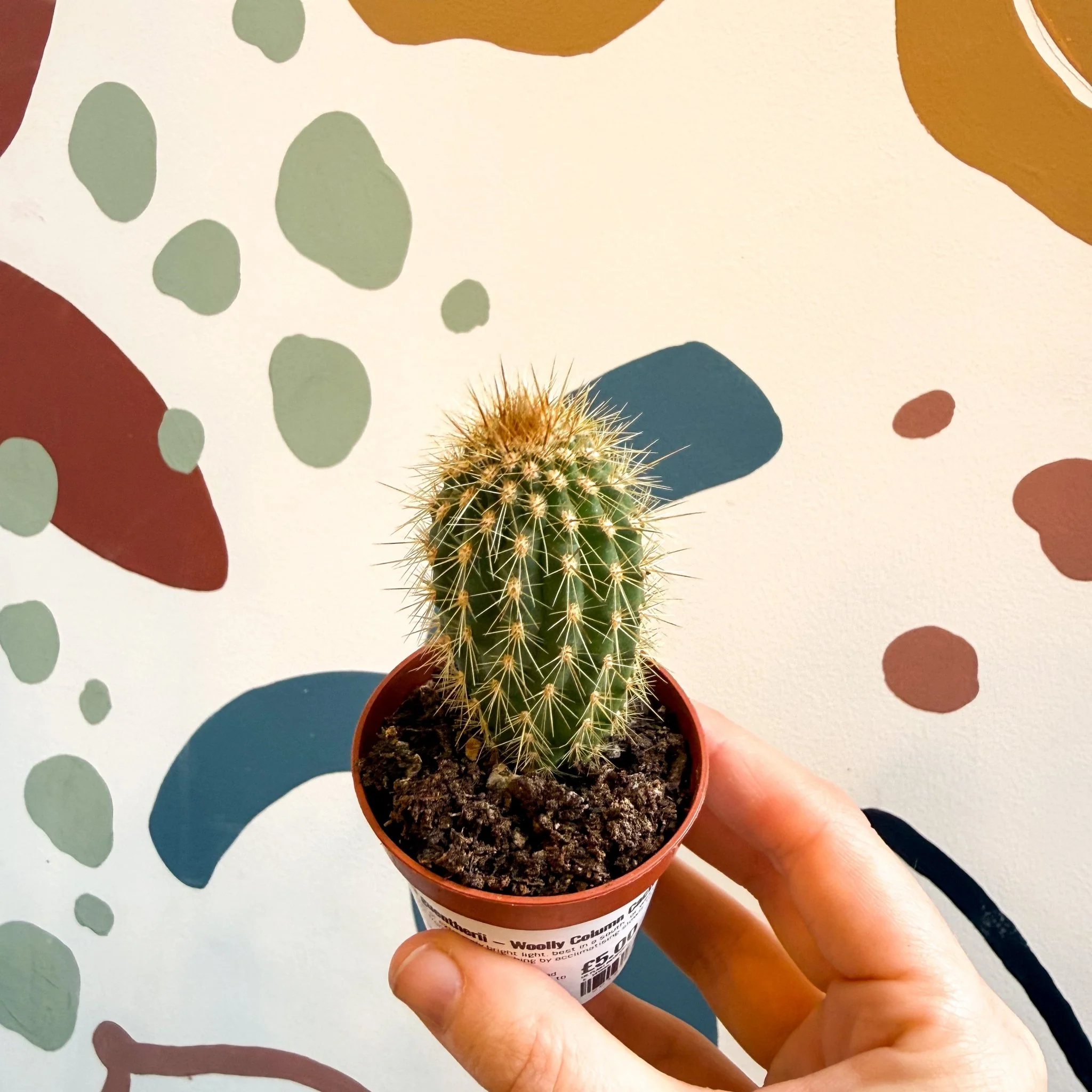 Vatricania guentherii – Woolly Column Cactus - Image 4