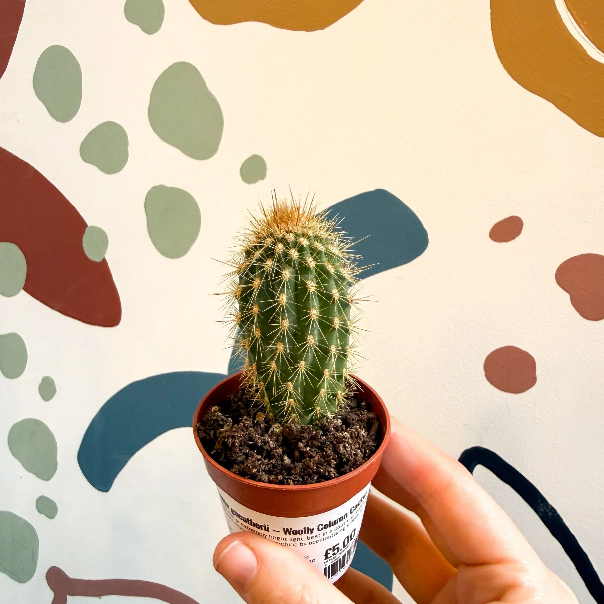 Vatricania guentherii – Woolly Column Cactus - Image 5