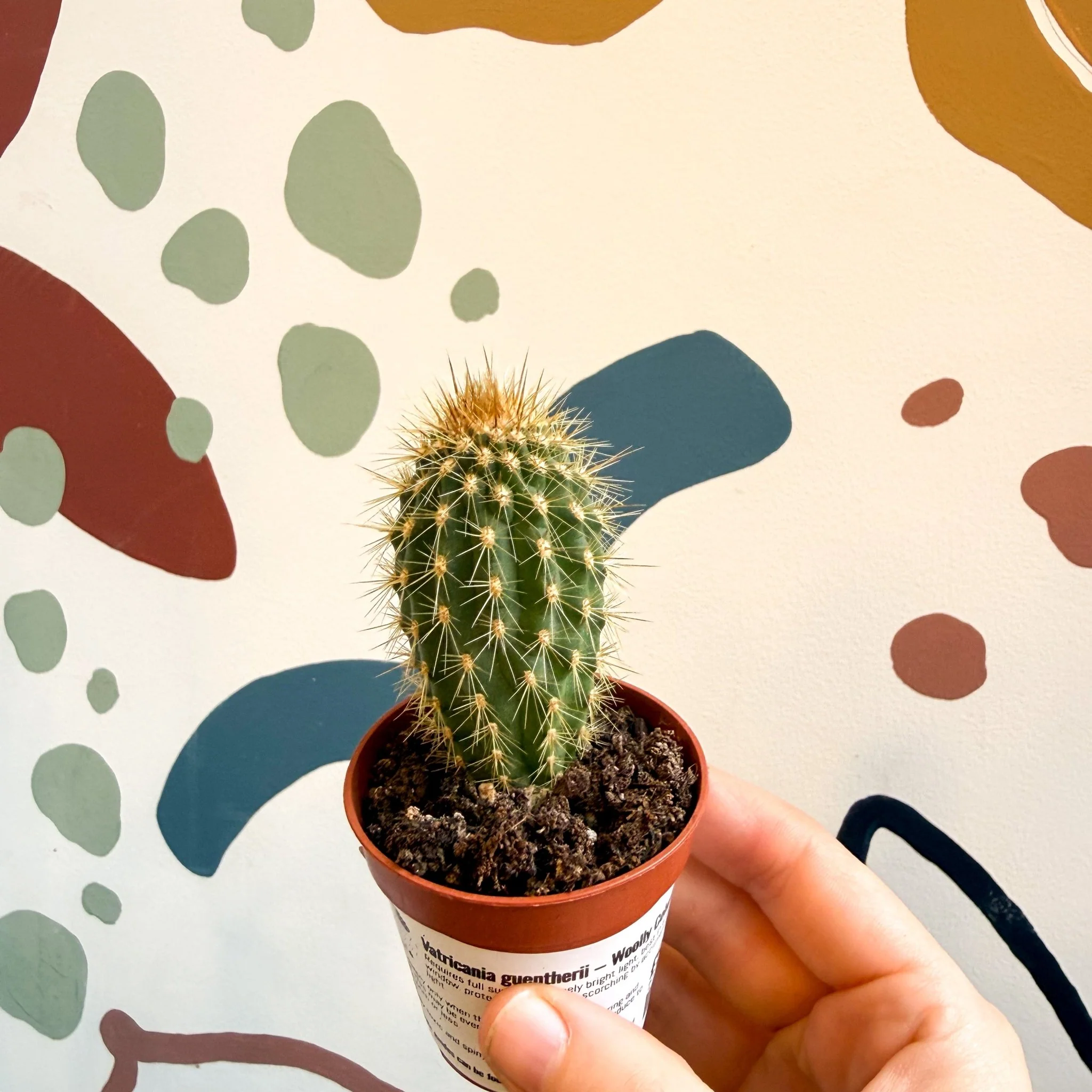 Vatricania guentherii – Woolly Column Cactus - Image 6