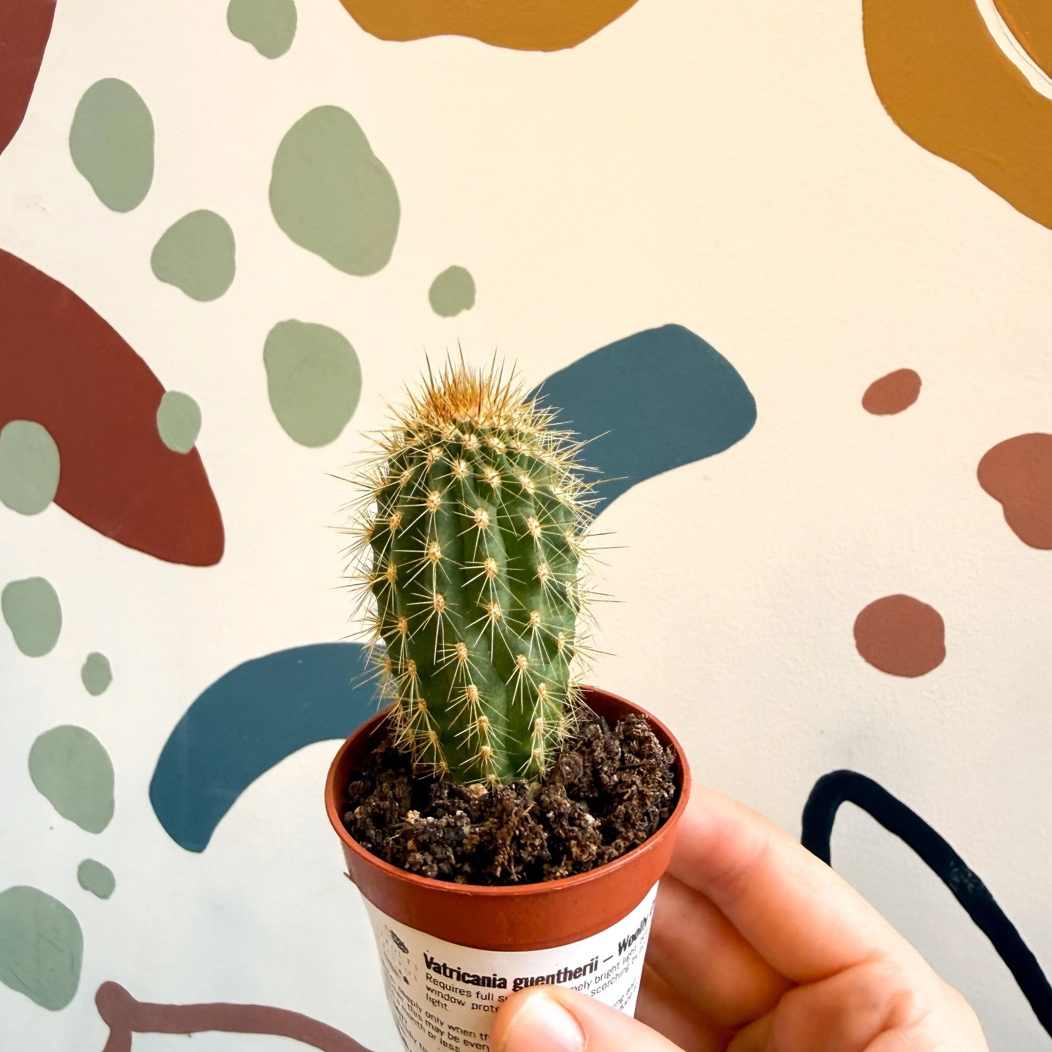 Vatricania guentherii – Woolly Column Cactus - Image 7