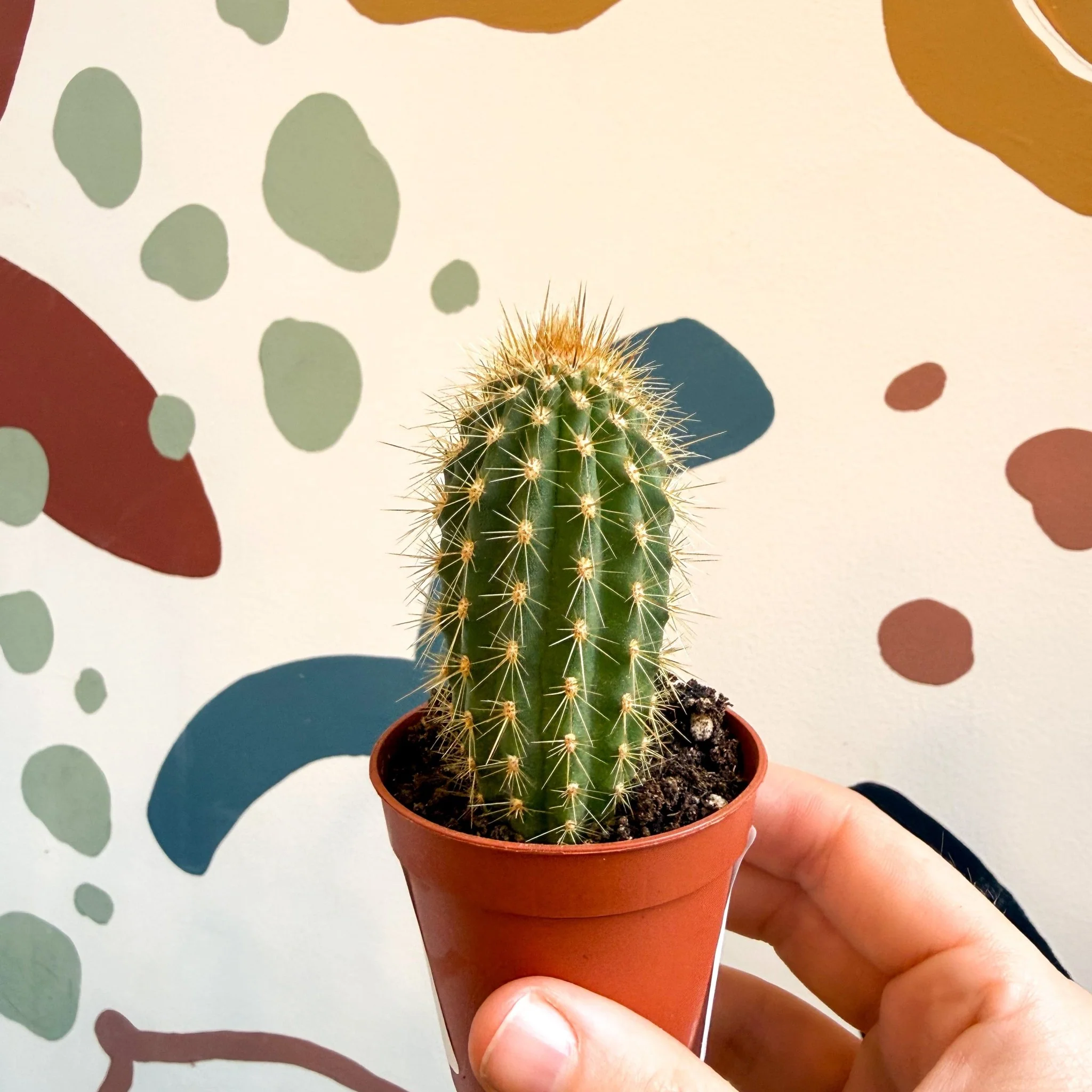 Vatricania guentherii – Woolly Column Cactus - Image 8