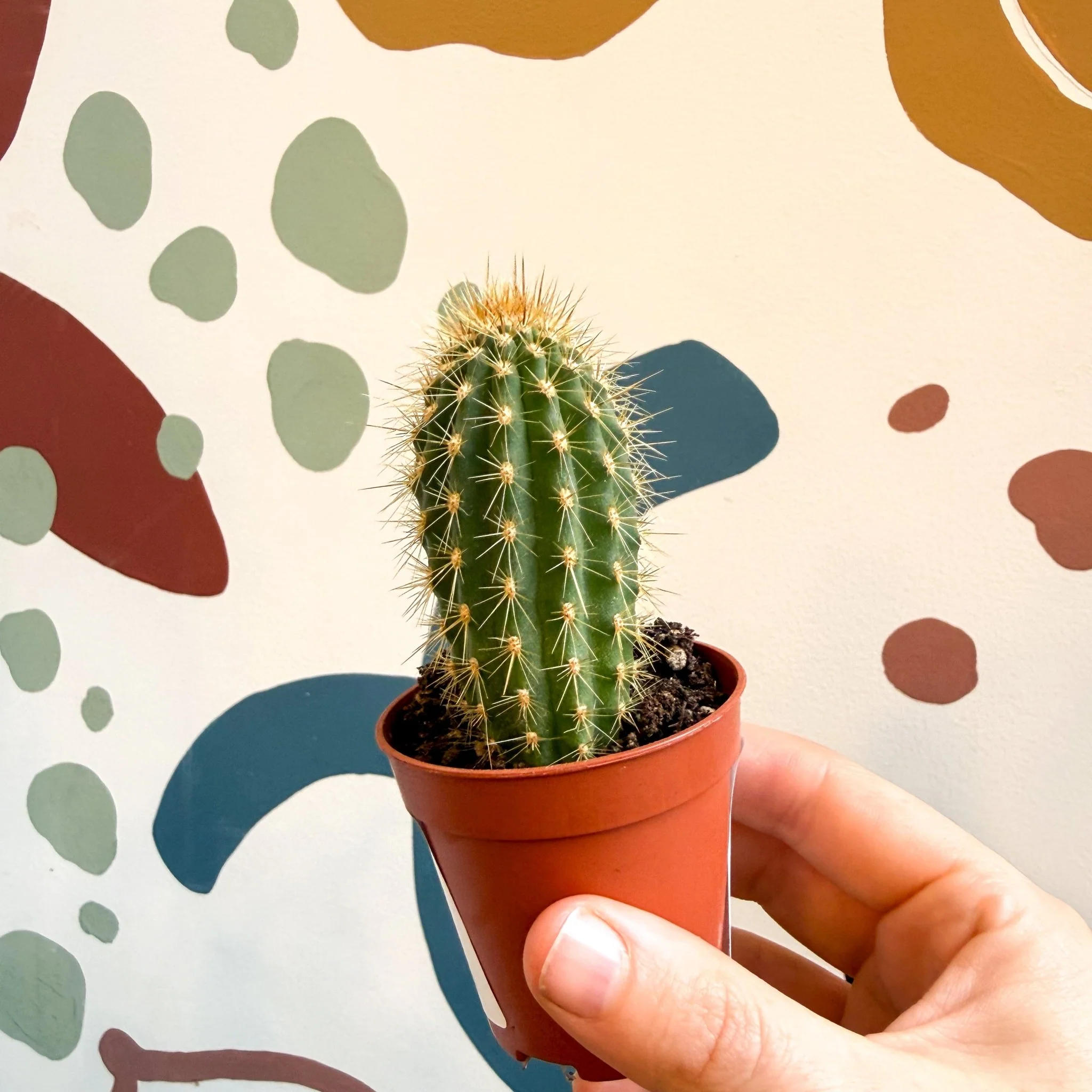 Vatricania guentherii – Woolly Column Cactus - Image 9