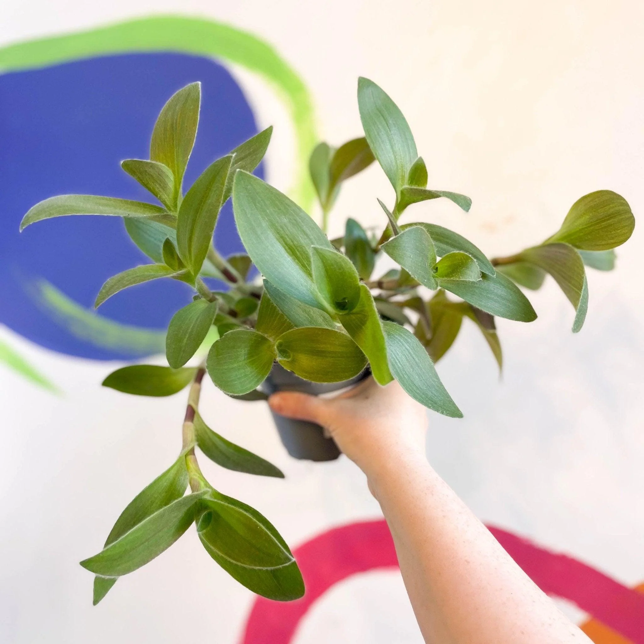 Tradescantia sillamontana - Velvet Inch Plant - Welsh Grown