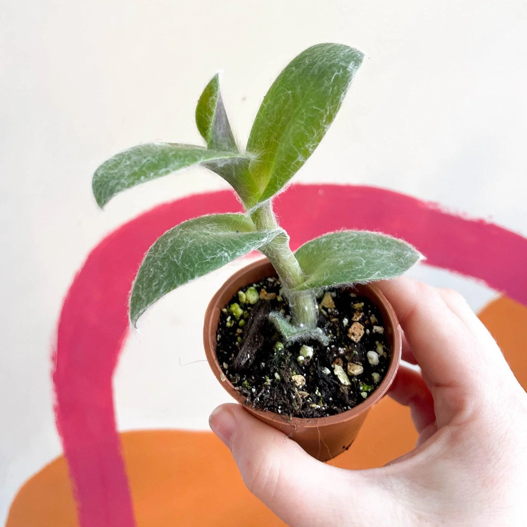 Tradescantia sillamontana - Velvet Inch Plant - Welsh Grown - Image 10