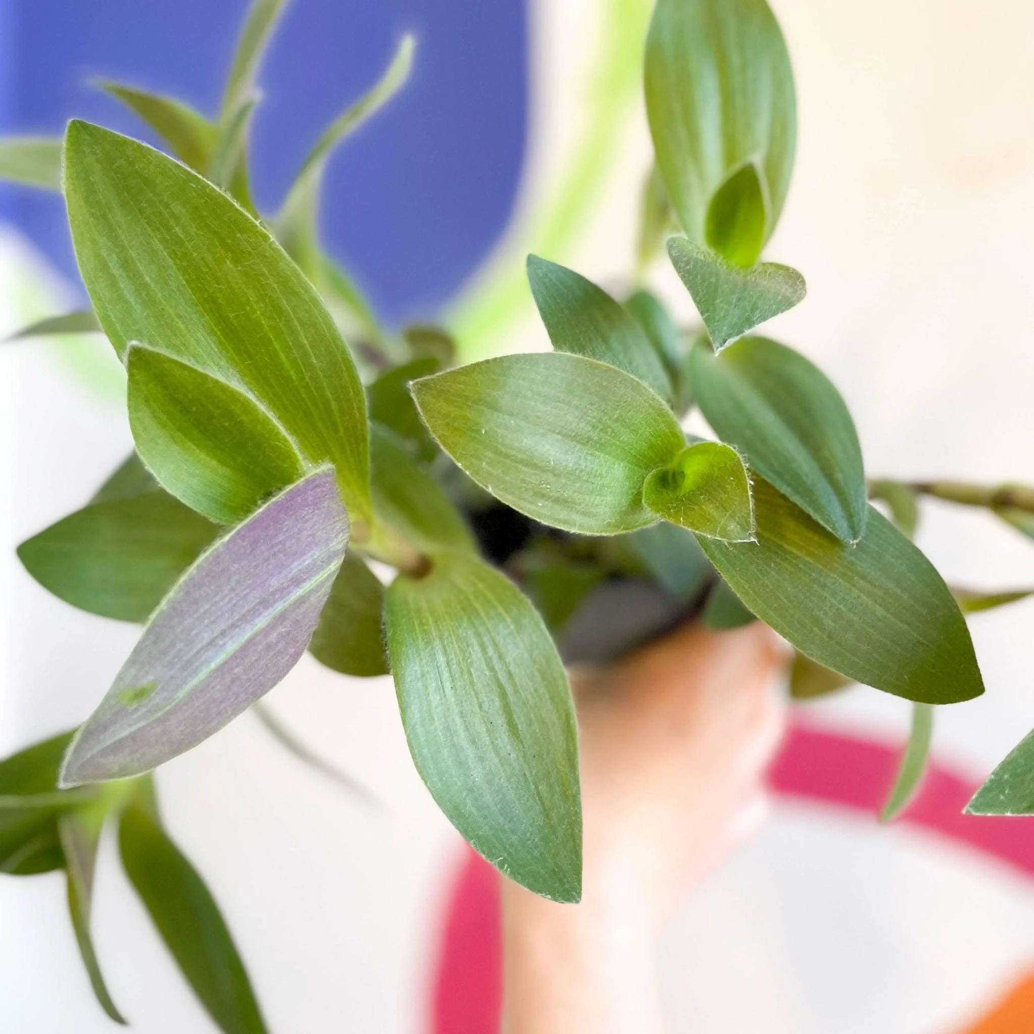 Tradescantia sillamontana - Velvet Inch Plant - Welsh Grown - Image 5