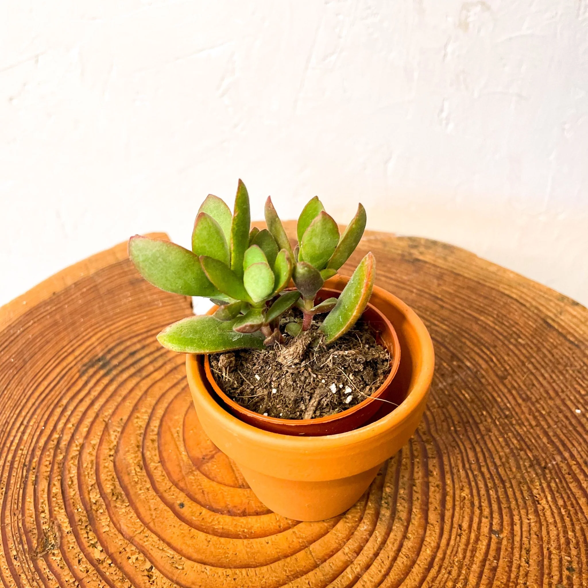 Velvet Jade Plant - Crassula ovata - Image 2