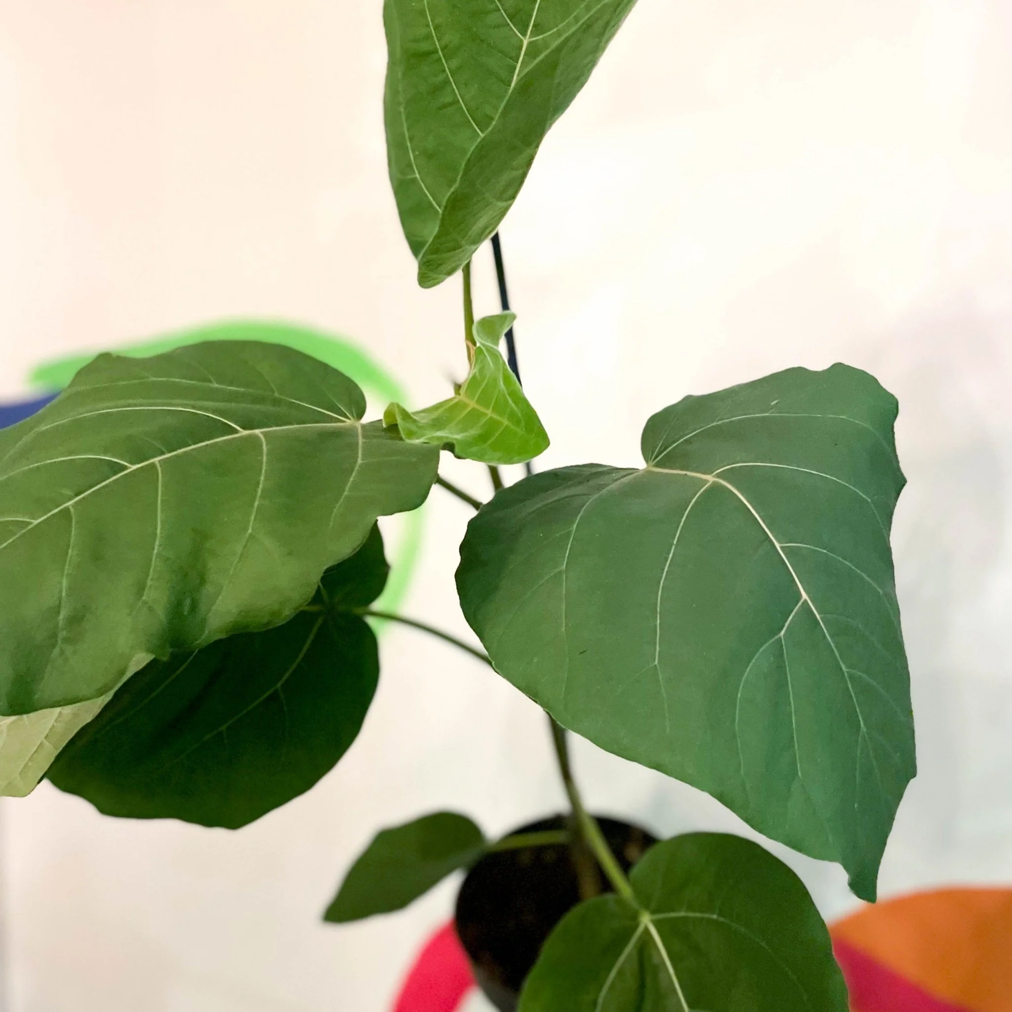 Velvet Leaf Fig Tree - Ficus auriculata 'Everest'