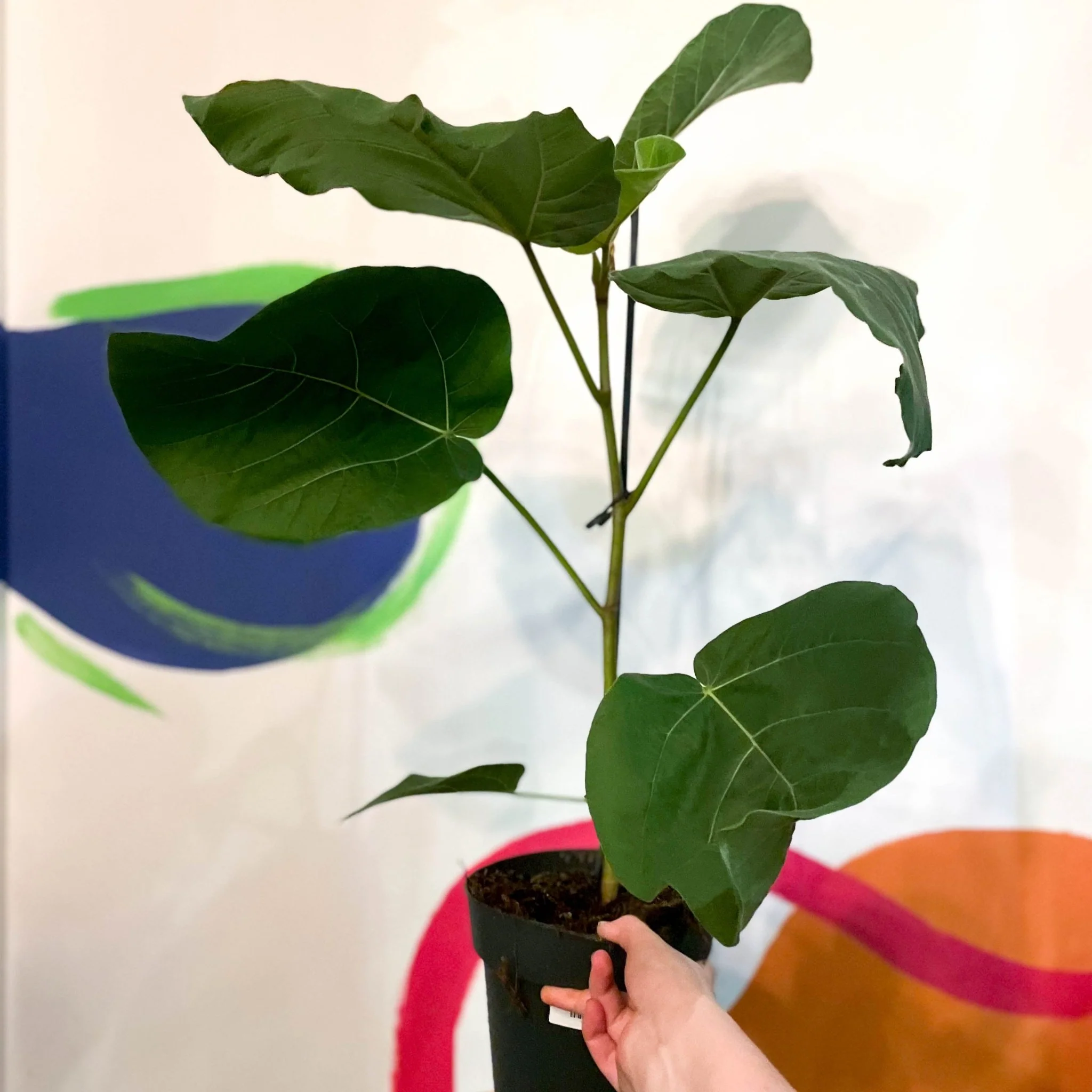Velvet Leaf Fig Tree - Ficus auriculata 'Everest' - Image 3