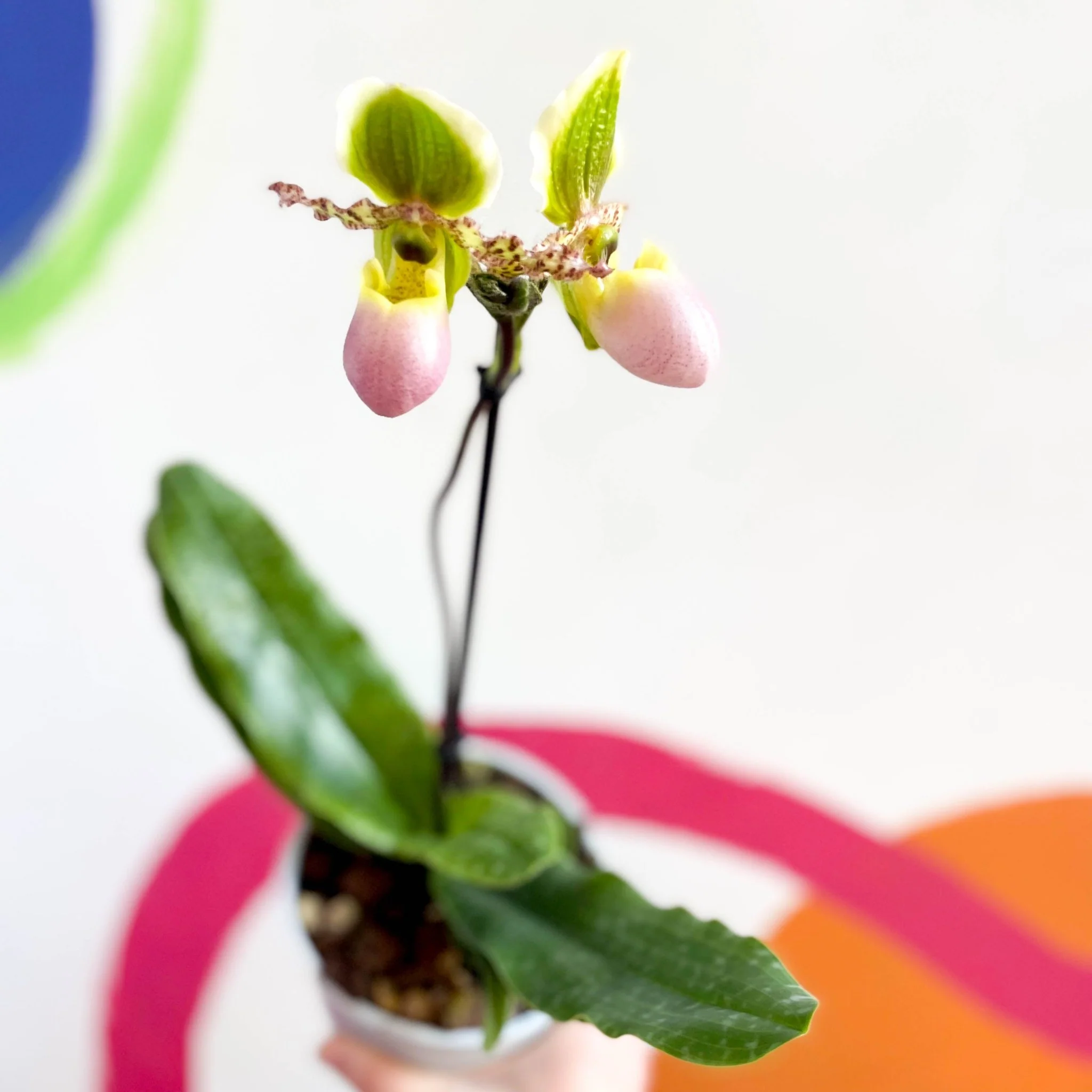 Paphiopedilum 'Pinocchio' - Venus Slipper Orchid