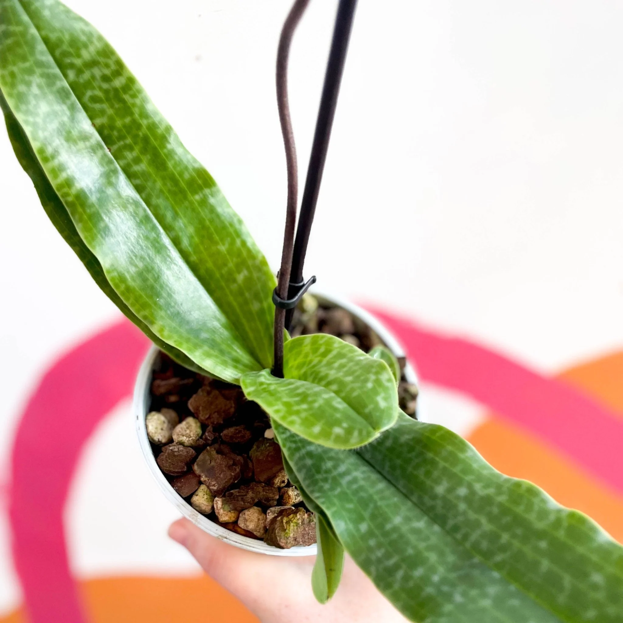 Paphiopedilum 'Pinocchio' - Venus Slipper Orchid - Image 2