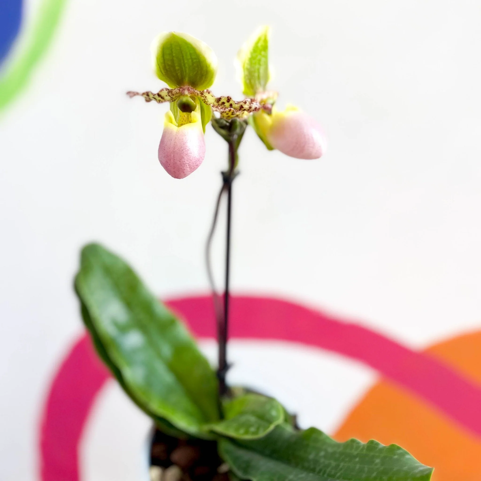 Paphiopedilum 'Pinocchio' - Venus Slipper Orchid - Image 3