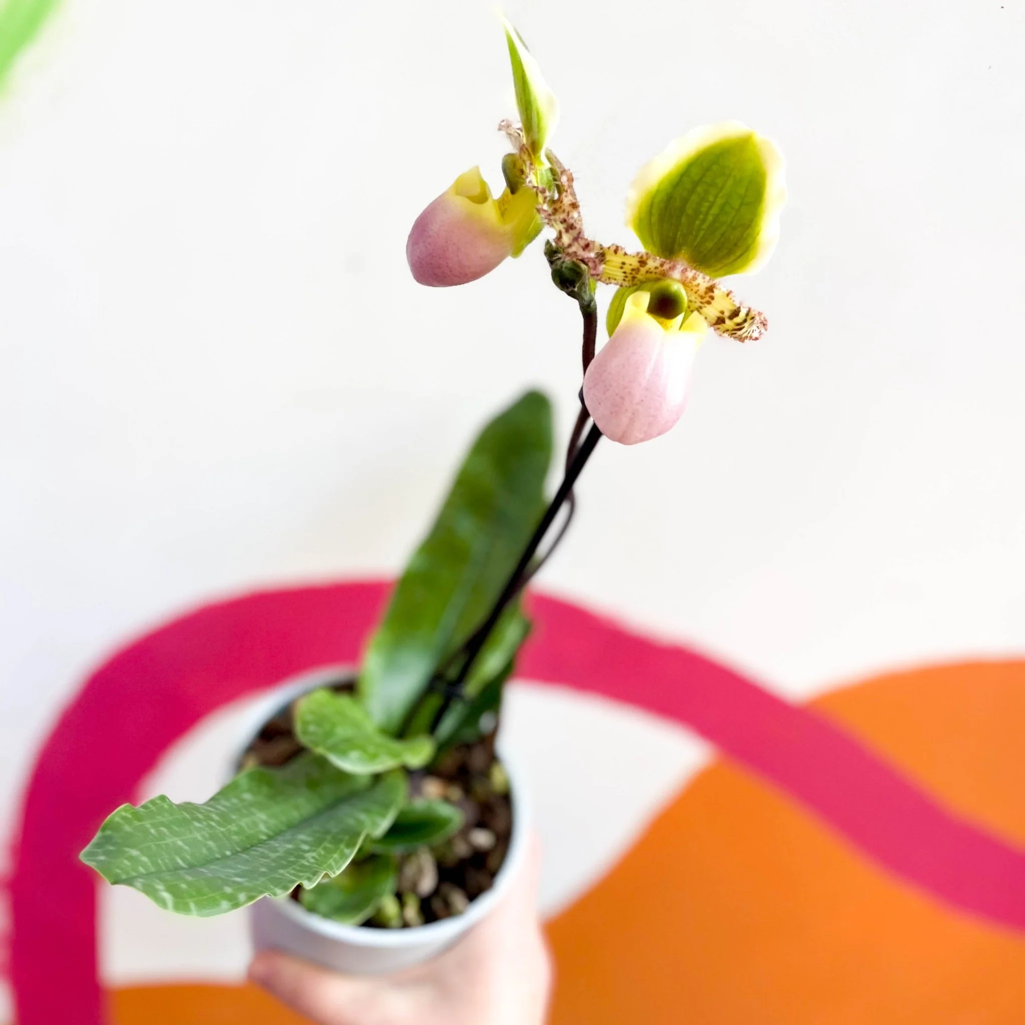 Paphiopedilum 'Pinocchio' - Venus Slipper Orchid - Image 4