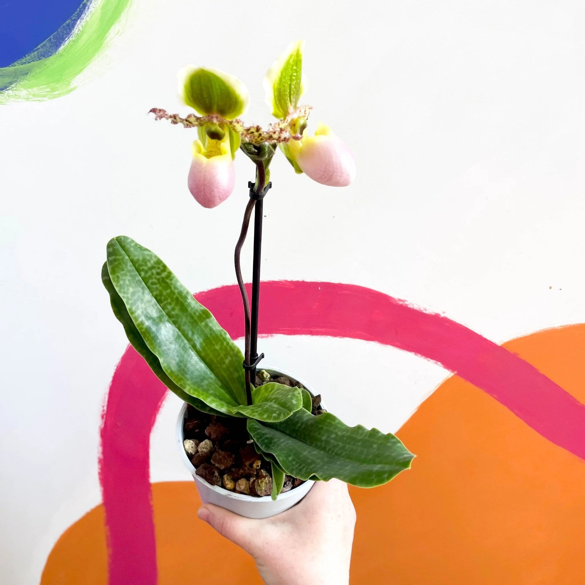 Paphiopedilum 'Pinocchio' - Venus Slipper Orchid - Image 5