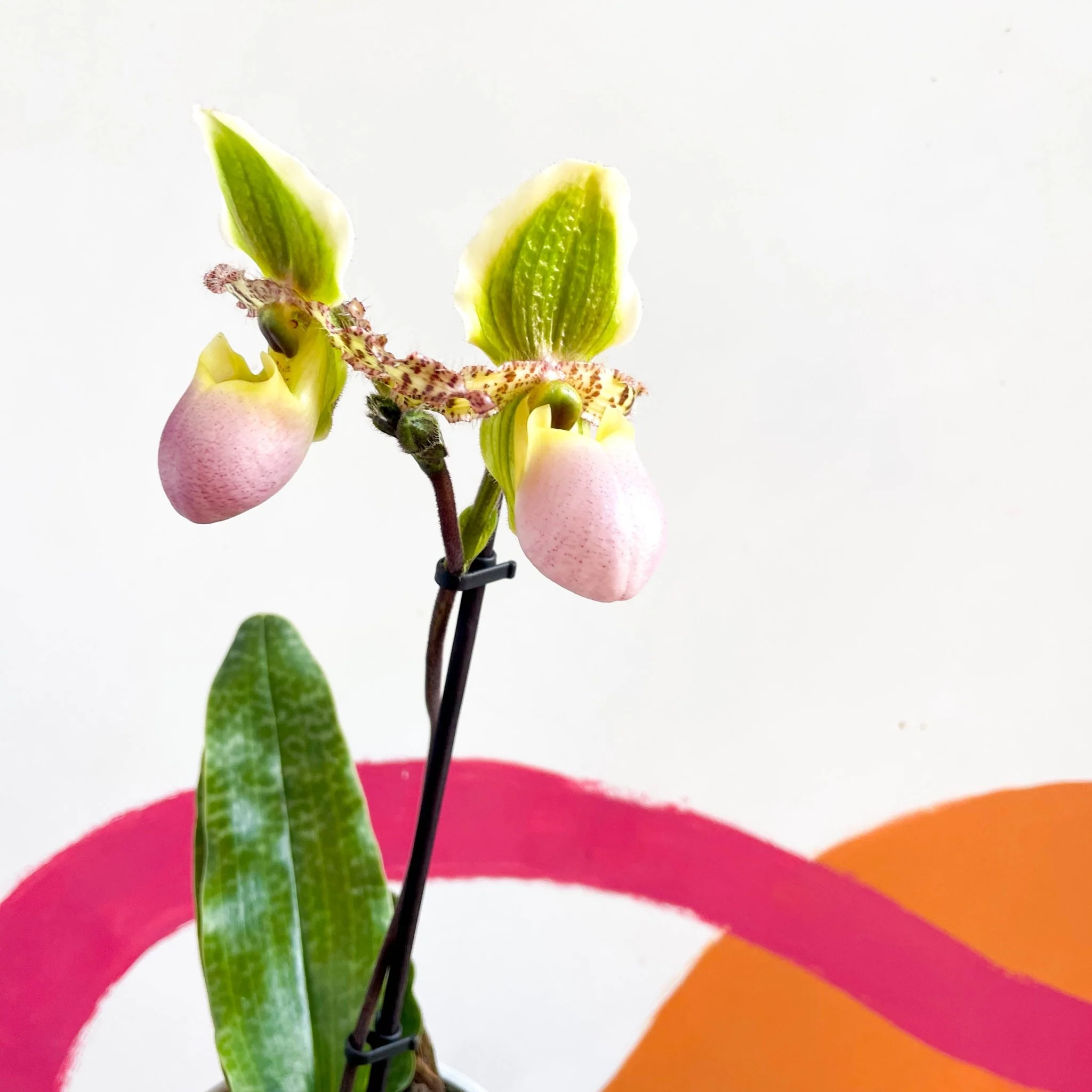 Paphiopedilum 'Pinocchio' - Venus Slipper Orchid - Image 6