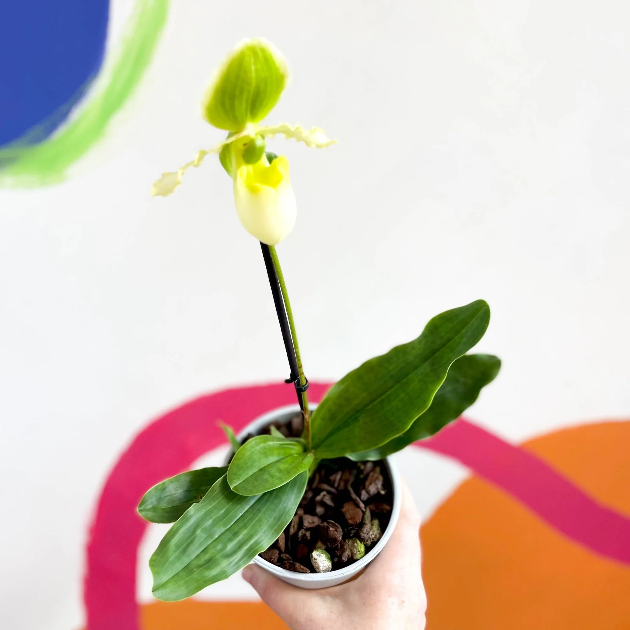 Paphiopedilum 'Pinocchio Alba' - Venus Slipper Orchid