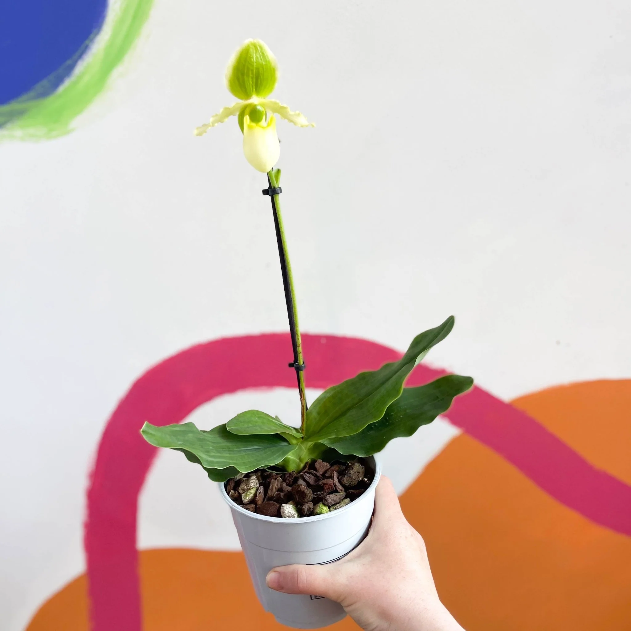 Paphiopedilum 'Pinocchio Alba' - Venus Slipper Orchid - Image 3