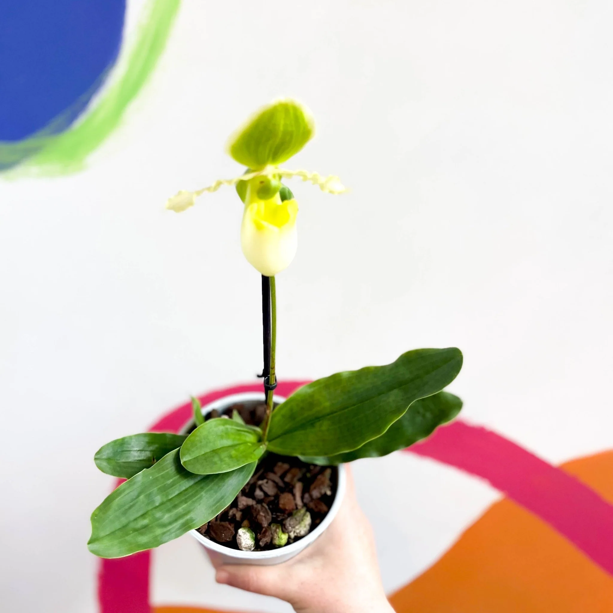 Paphiopedilum 'Pinocchio Alba' - Venus Slipper Orchid - Image 4