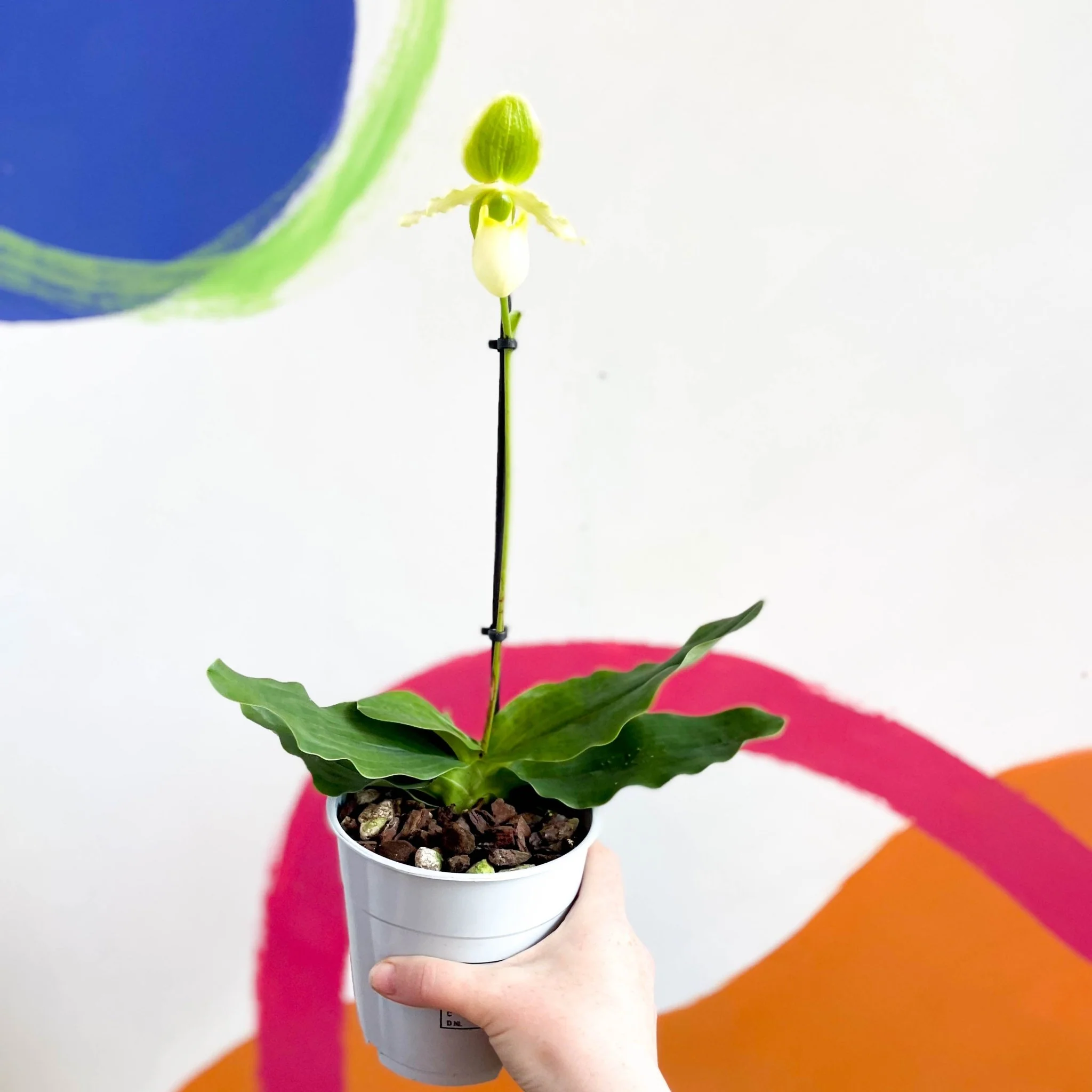Paphiopedilum 'Pinocchio Alba' - Venus Slipper Orchid - Image 5