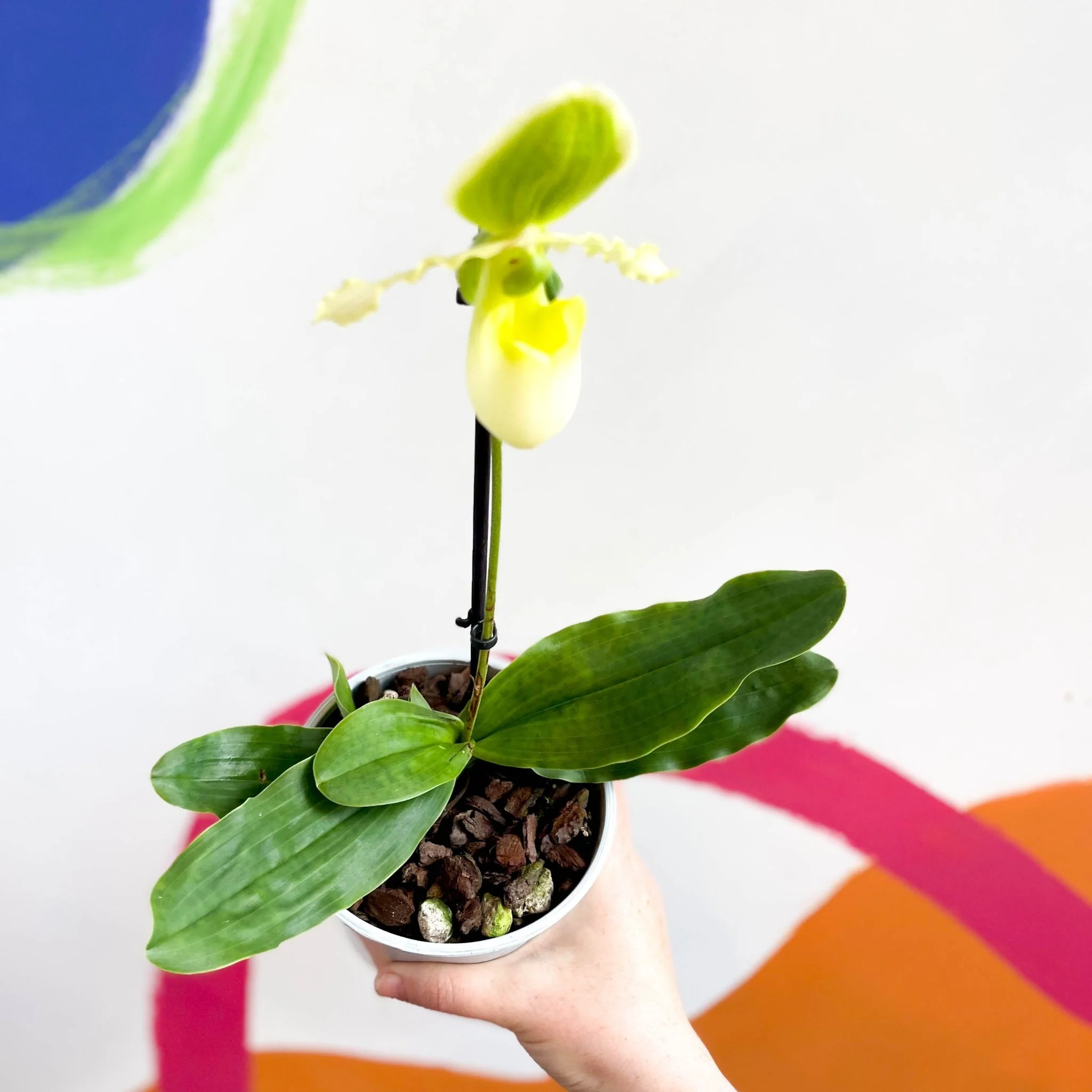 Paphiopedilum 'Pinocchio Alba' - Venus Slipper Orchid - Image 6