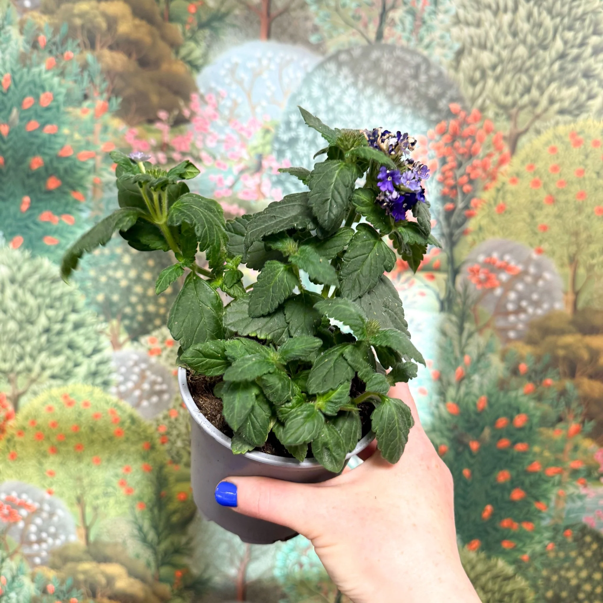 Verbena 'Vanessa Dark Blue' - Image 2