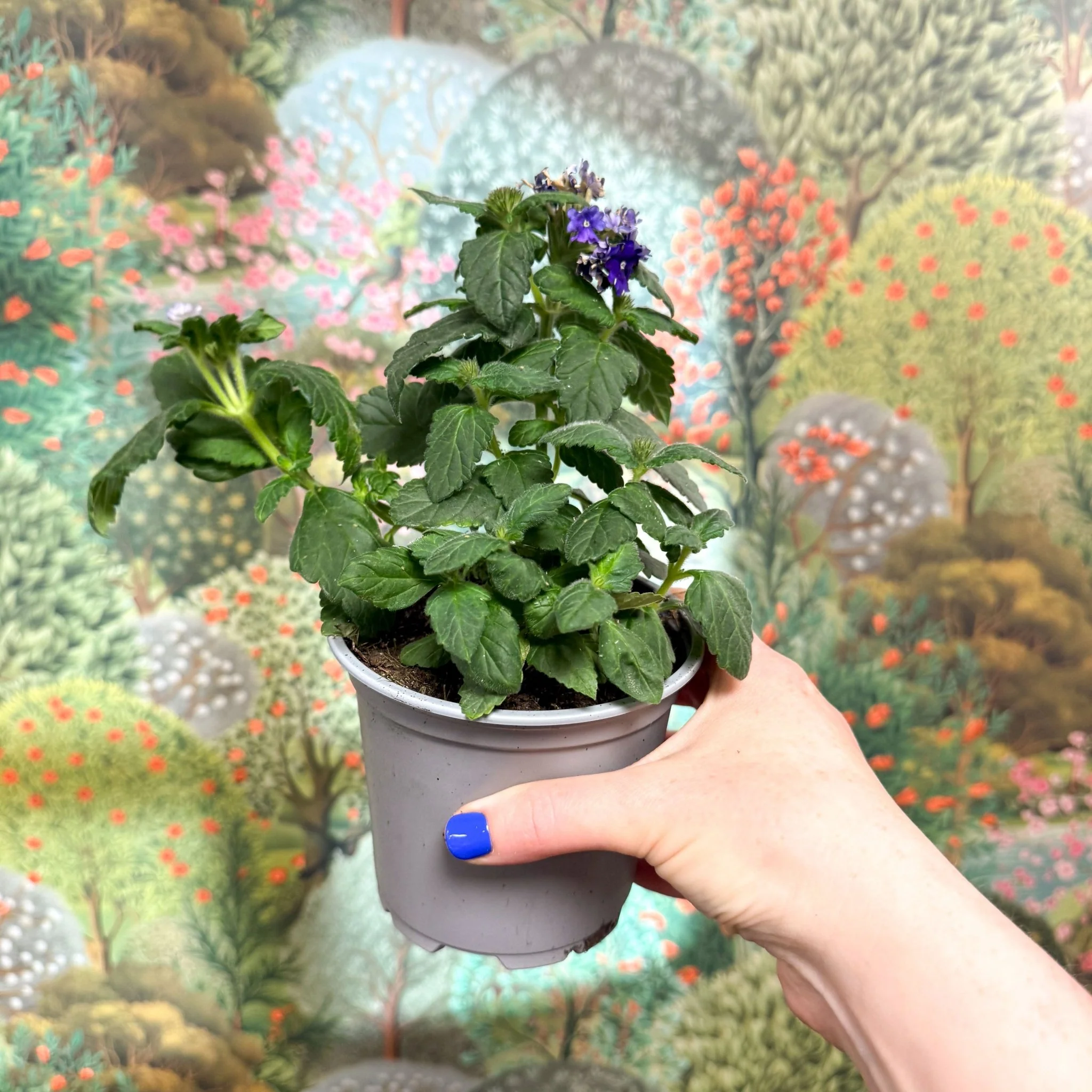 Verbena 'Vanessa Dark Blue' - Image 3
