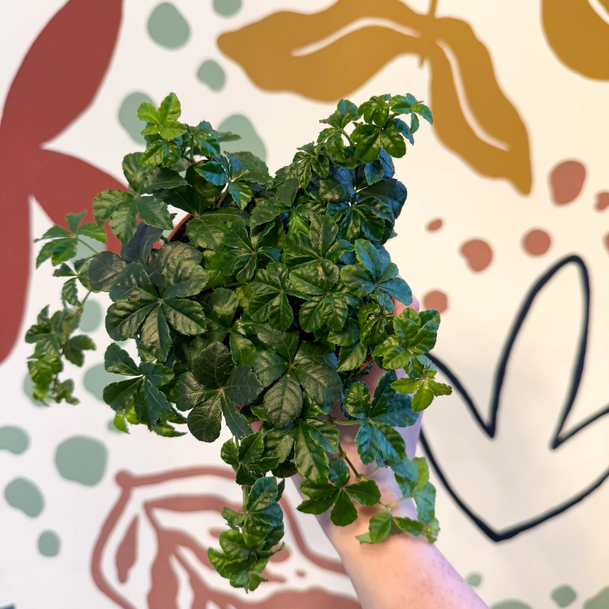 Cissus striata parthenocissus - Verona Vein - Image 11