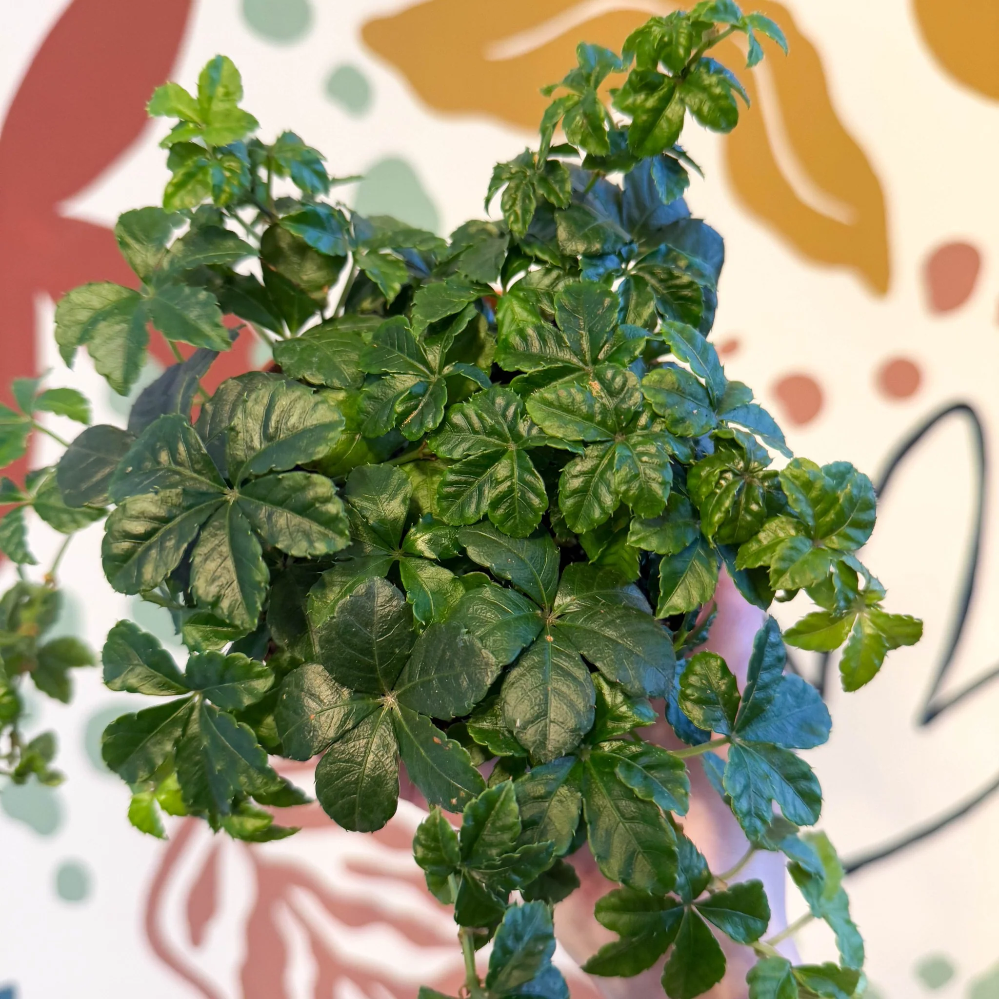 Cissus striata parthenocissus - Verona Vein - Image 12