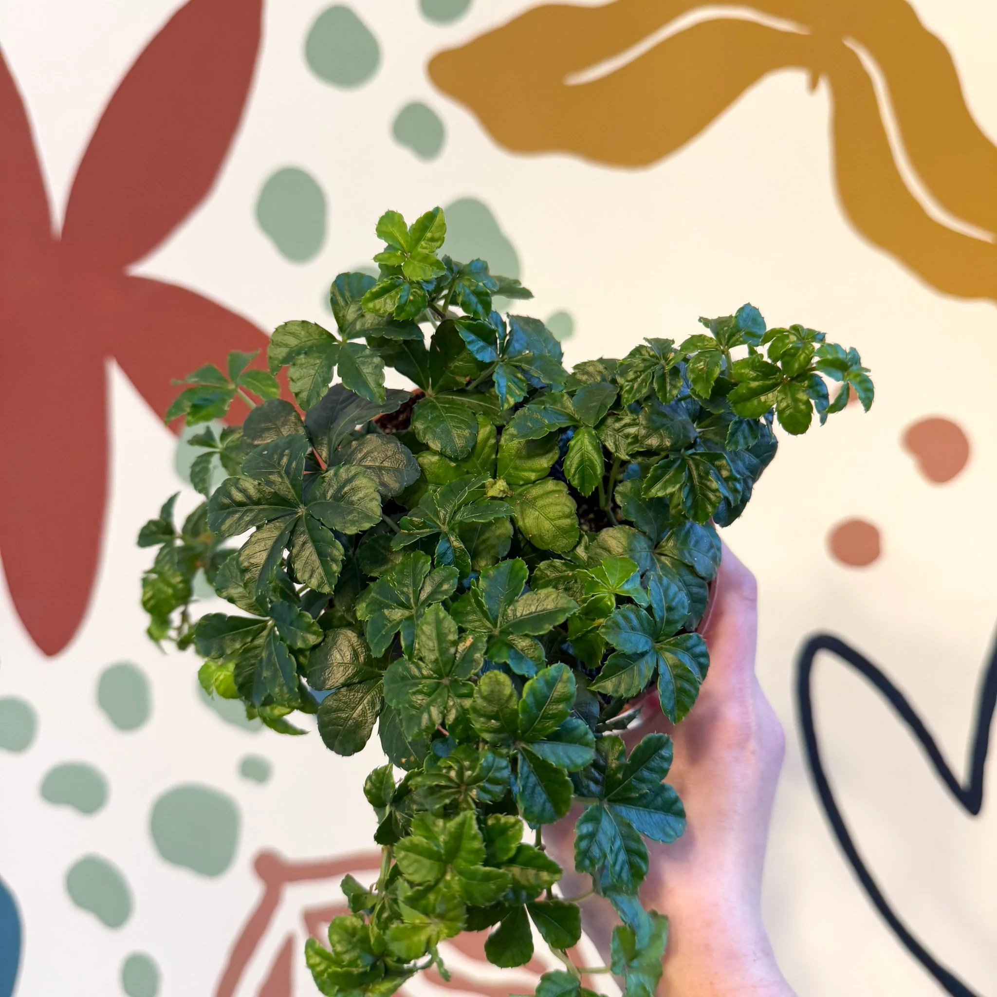 Cissus striata parthenocissus - Verona Vein - Image 14