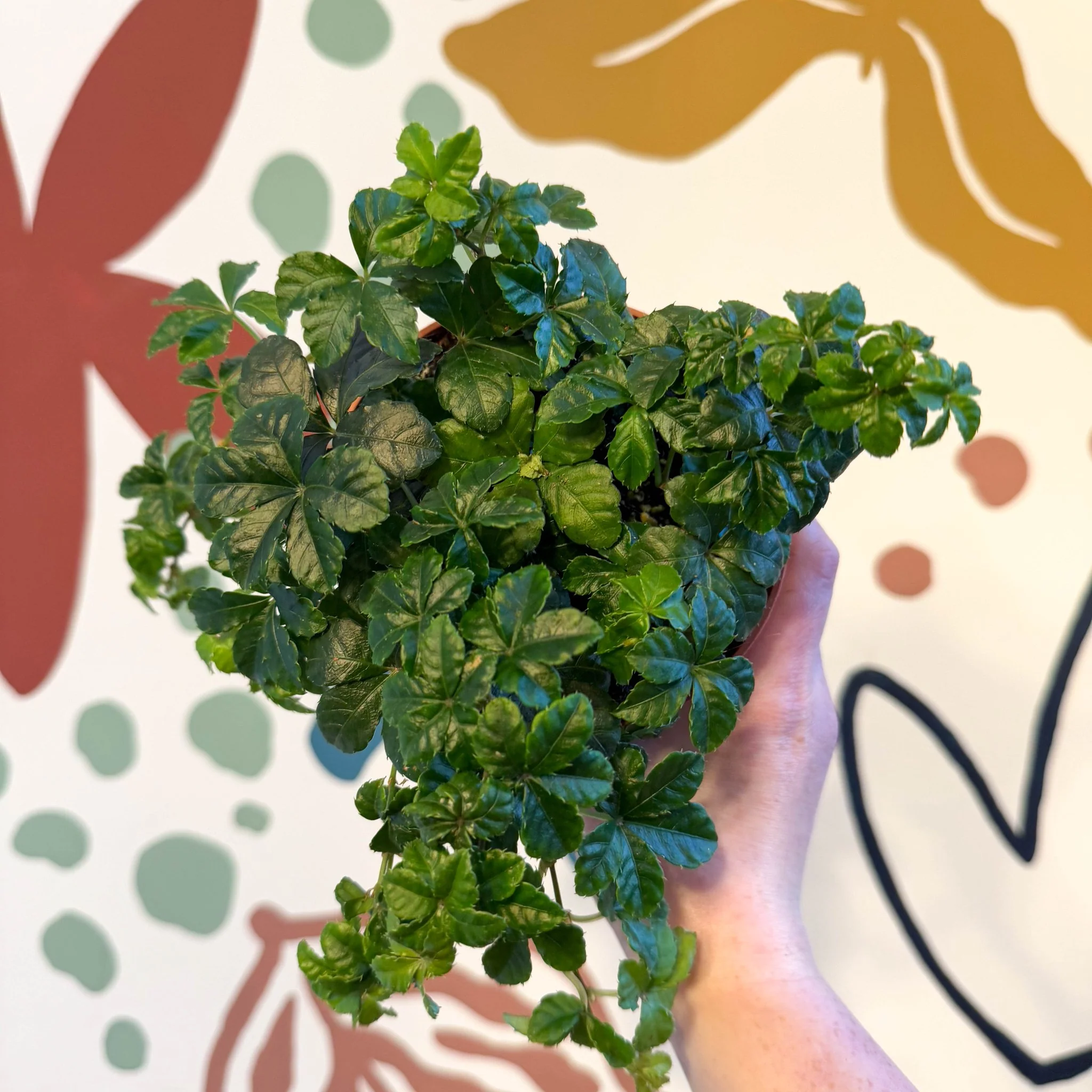 Cissus striata parthenocissus - Verona Vein - Image 15