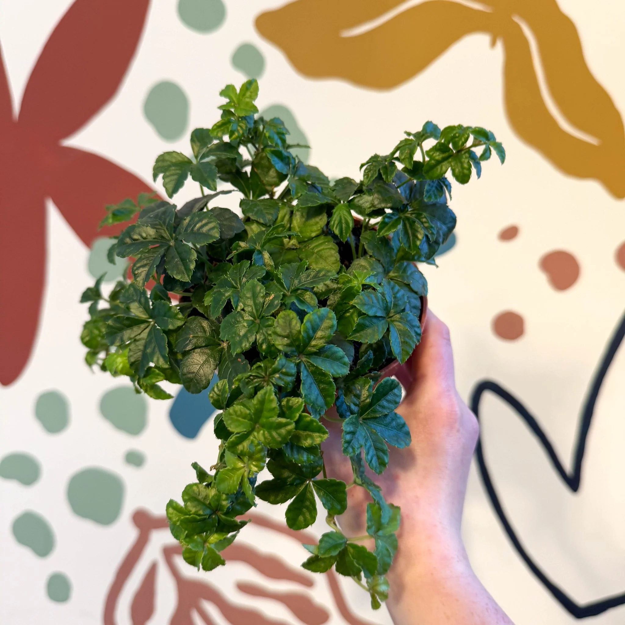 Cissus striata parthenocissus - Verona Vein - Image 16