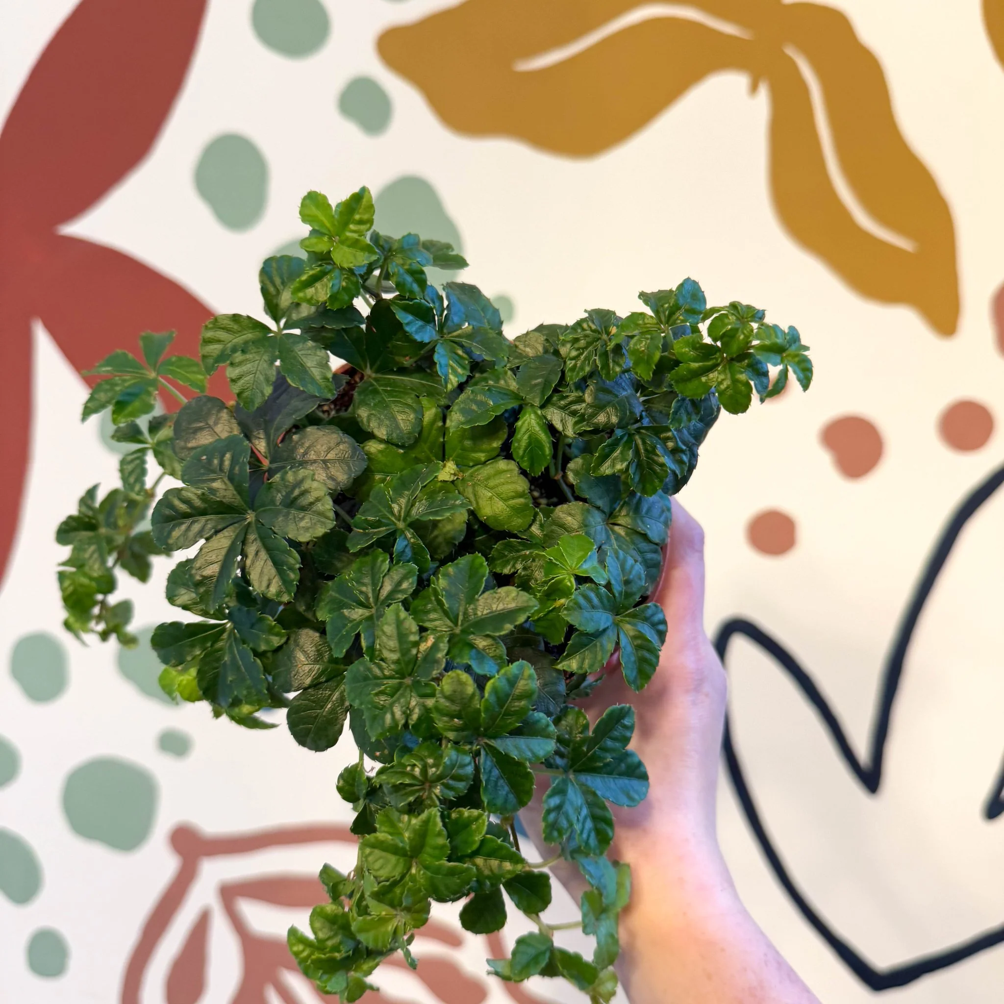 Cissus striata parthenocissus - Verona Vein - Image 17