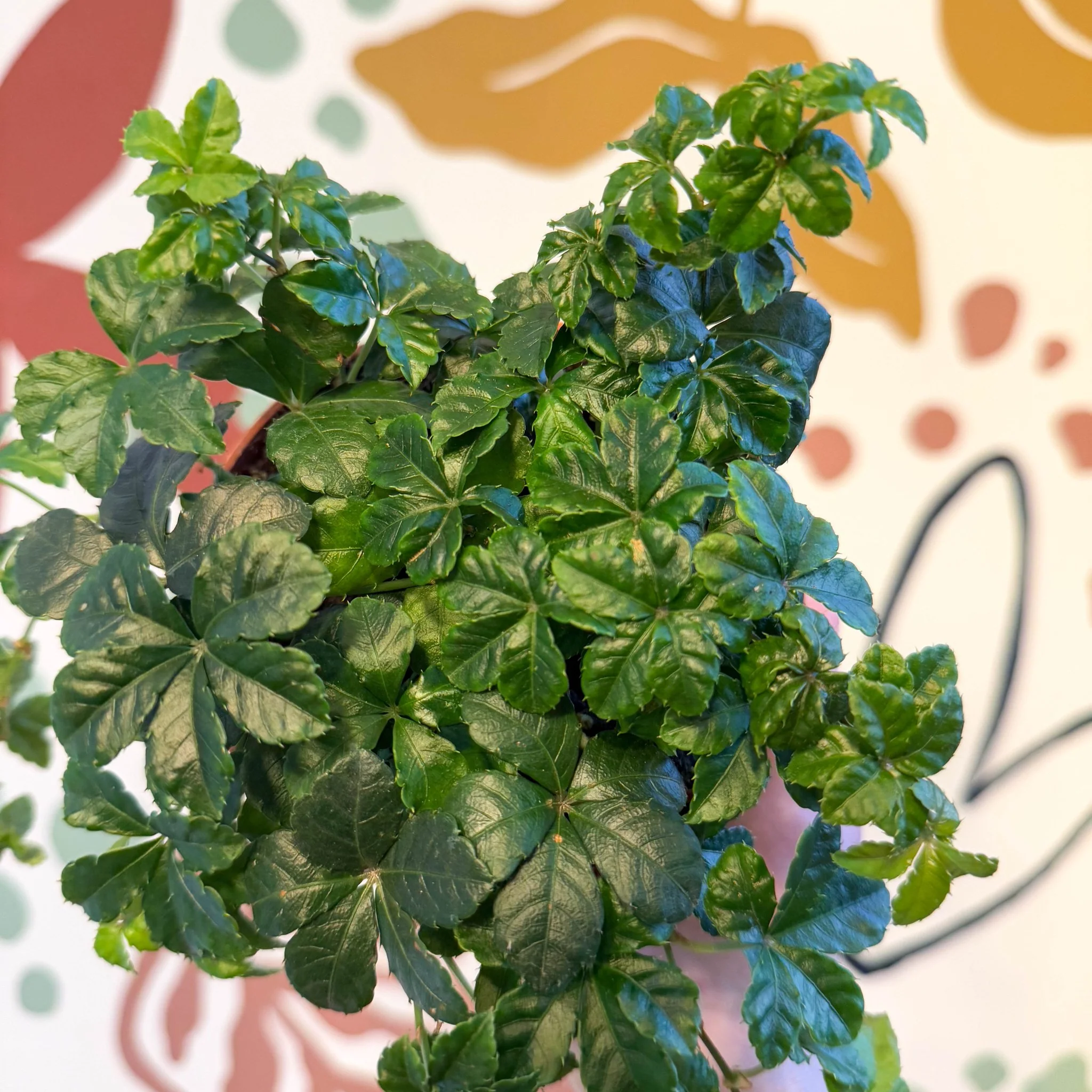 Cissus striata parthenocissus - Verona Vein - Image 2