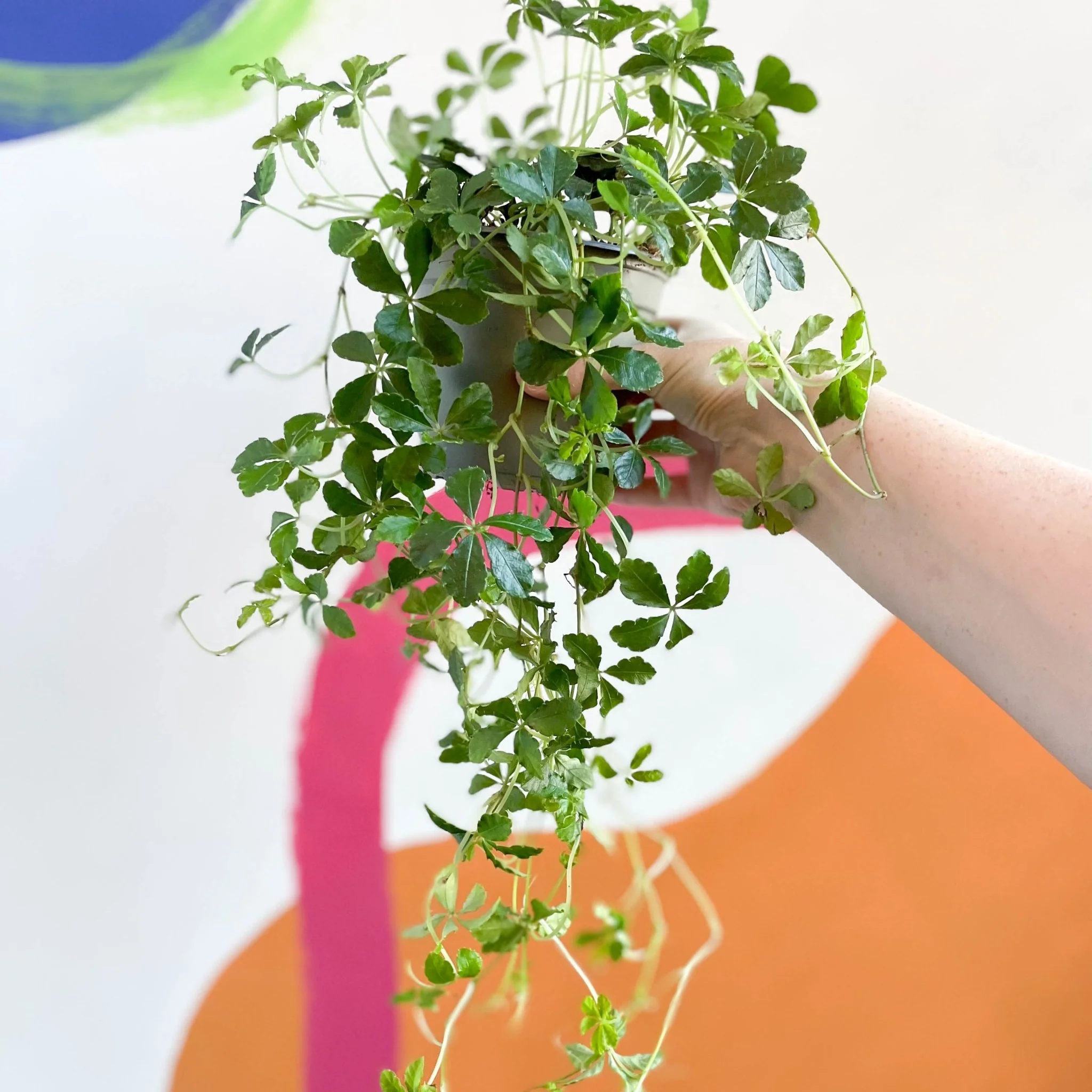 Cissus striata parthenocissus - Verona Vein - Image 5