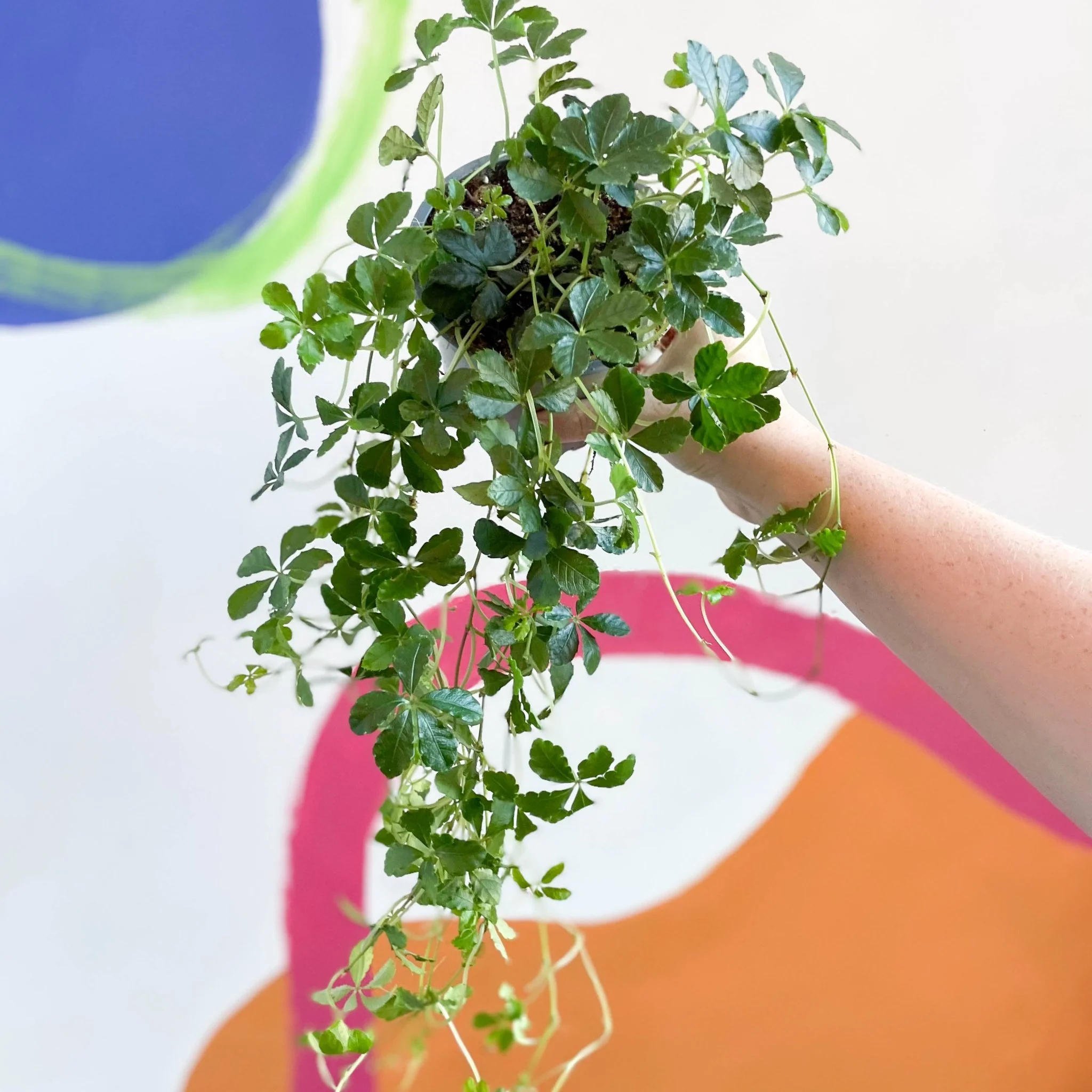 Cissus striata parthenocissus - Verona Vein - Image 6