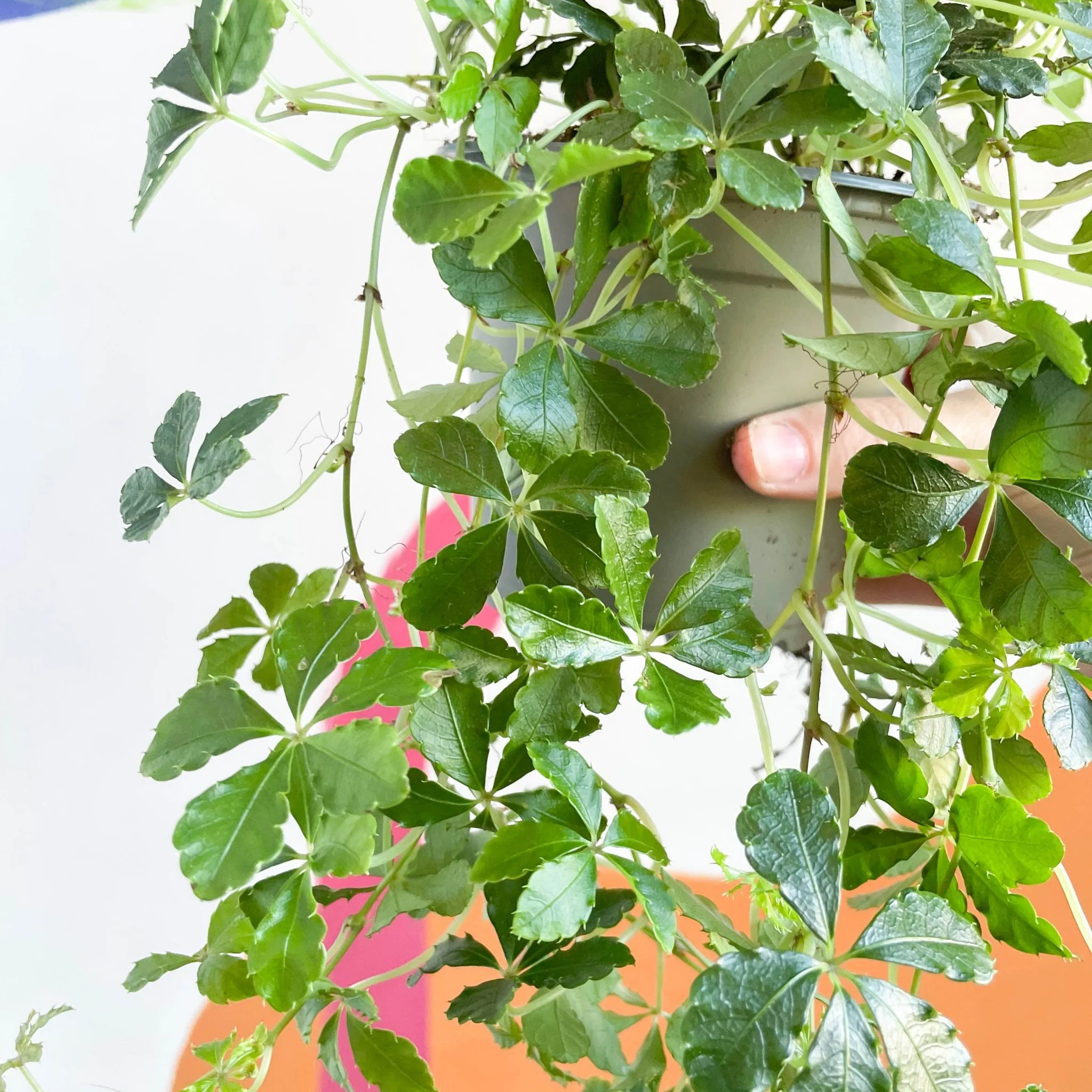 Cissus striata parthenocissus - Verona Vein - Image 7