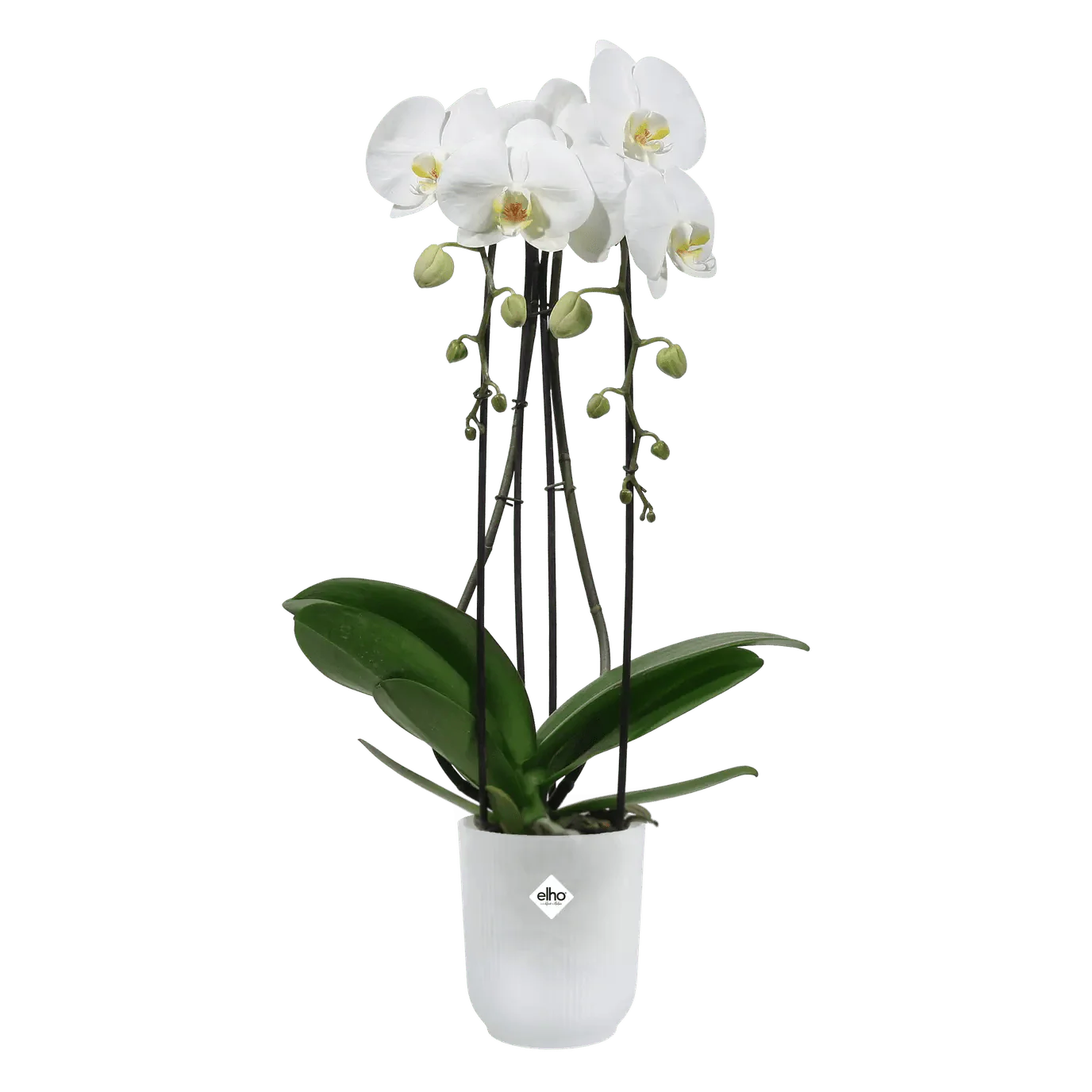Vibes Fold Orchid High Pot - Transparent - Image 2