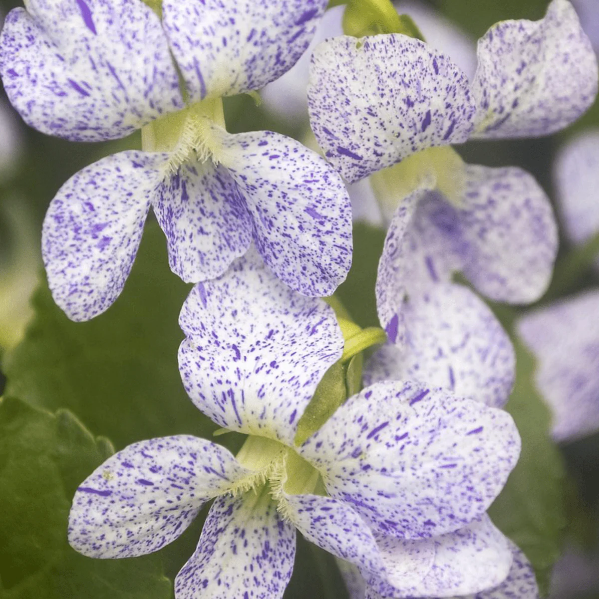 Viola 'Freckles' Seeds