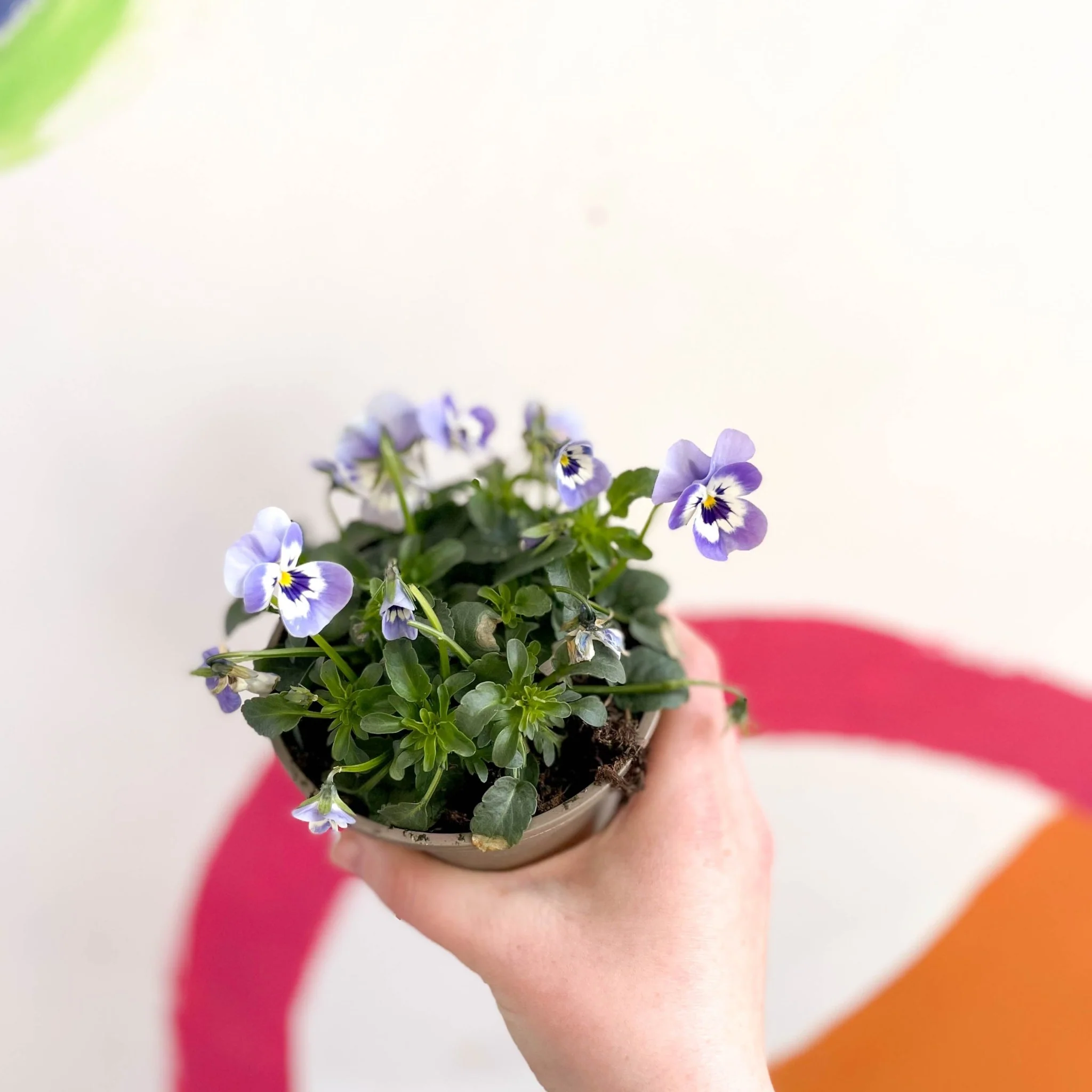 Viola cornuta - Violet - British Grown